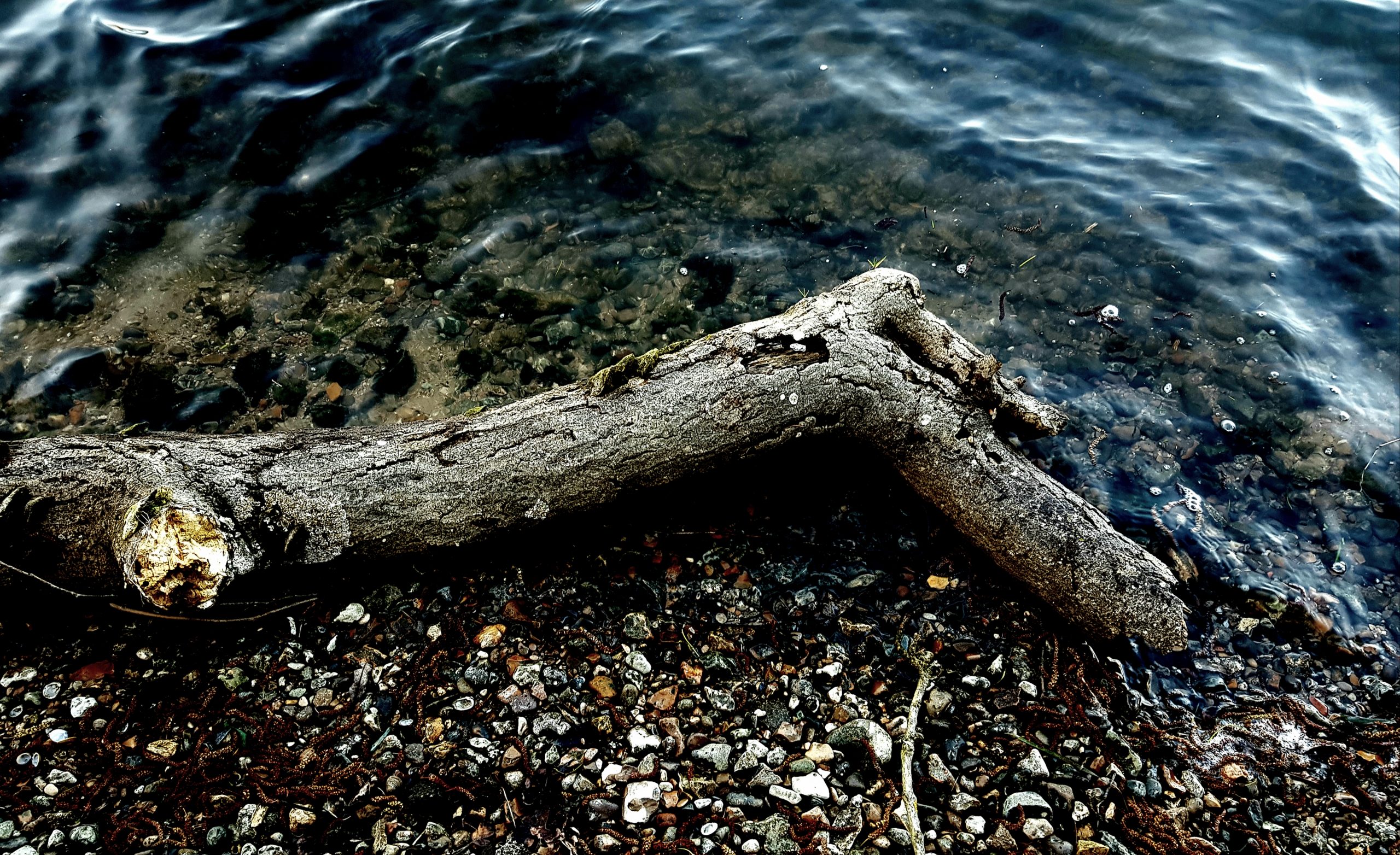 Branche échouée
