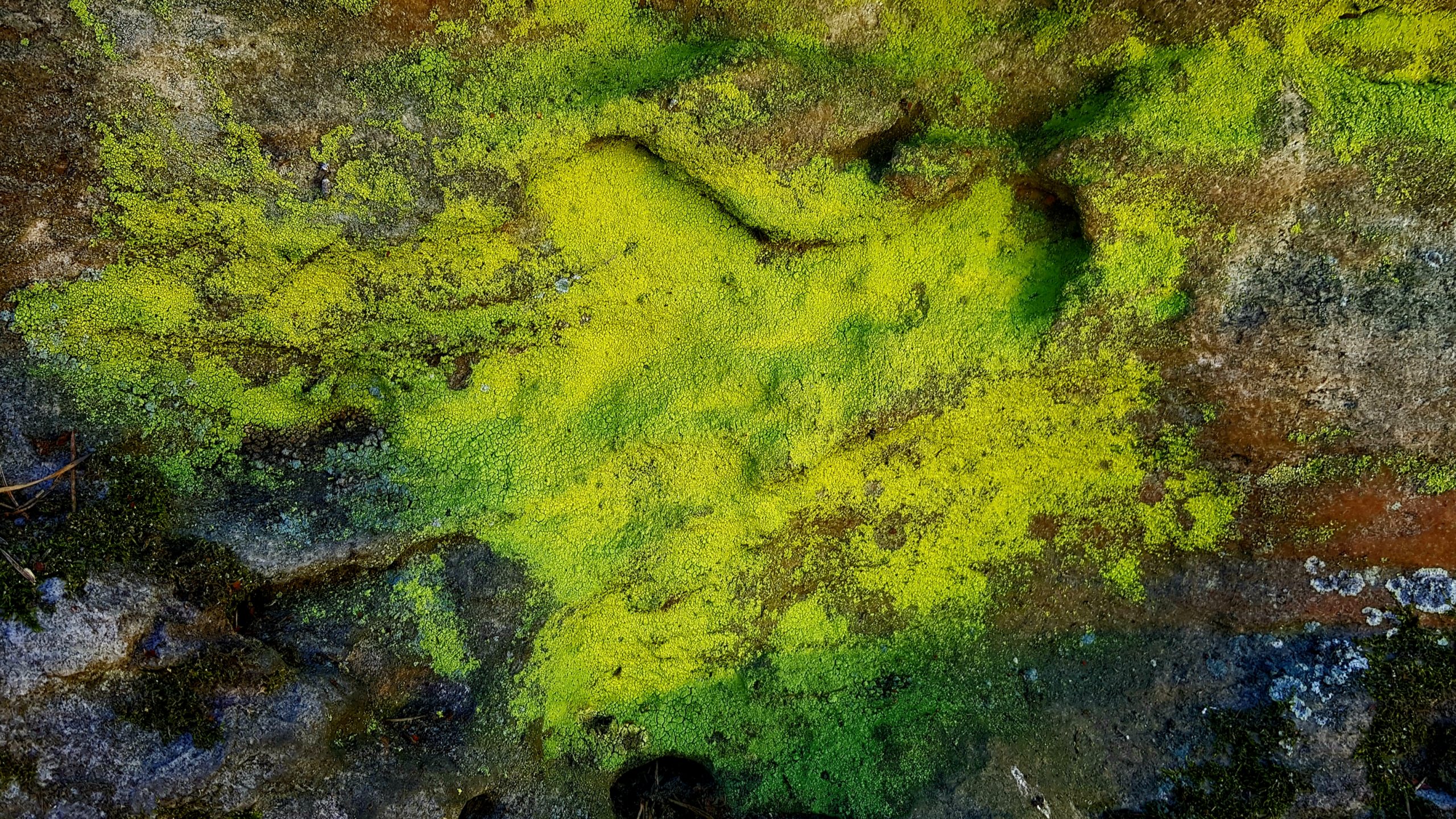 Lichen jaune et vert
