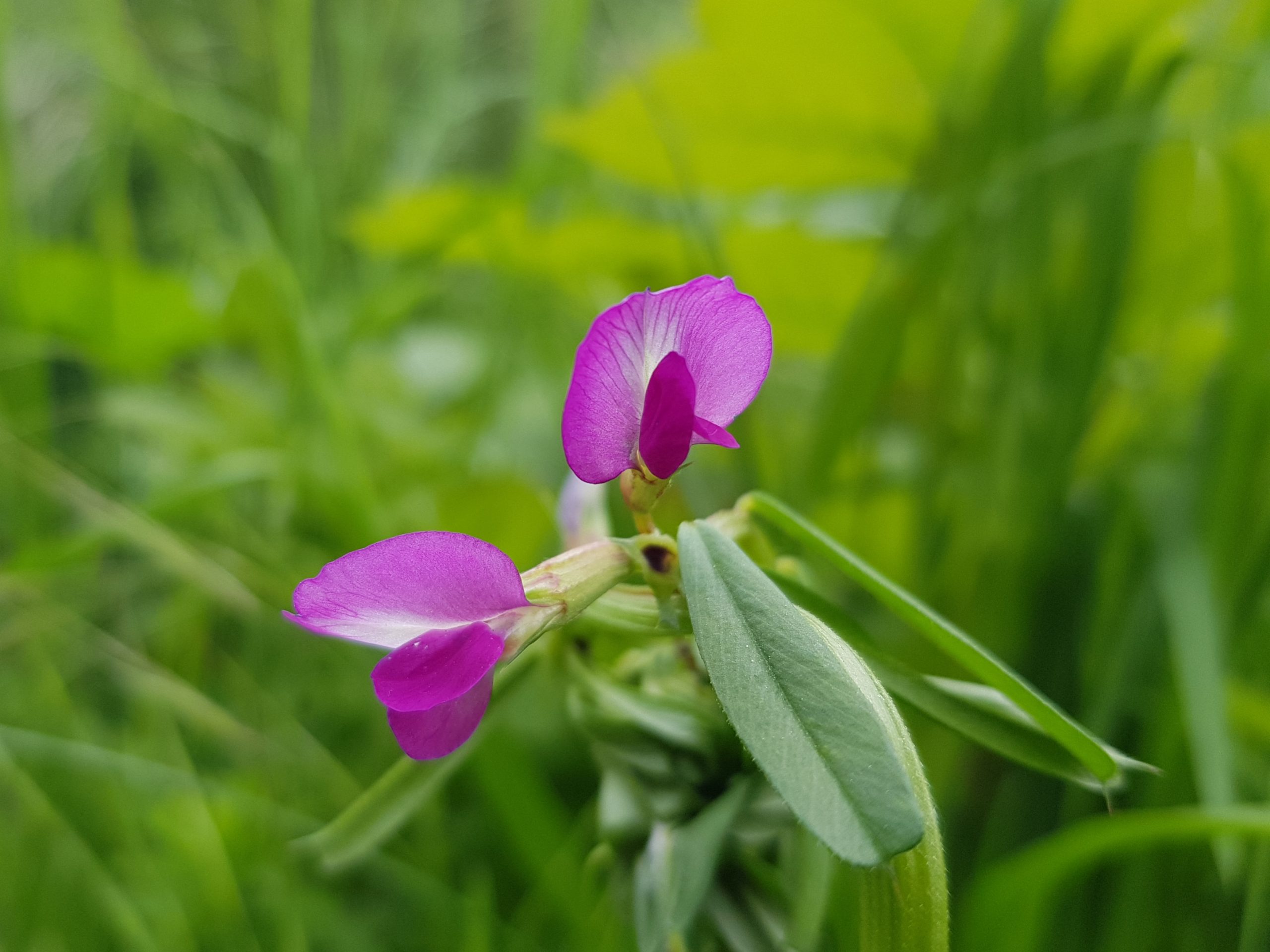 Vesce commune