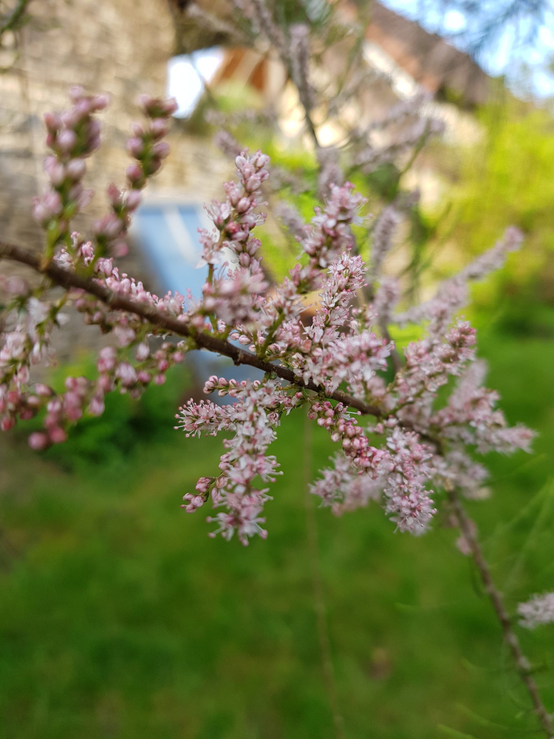 Tamaris de Printemps