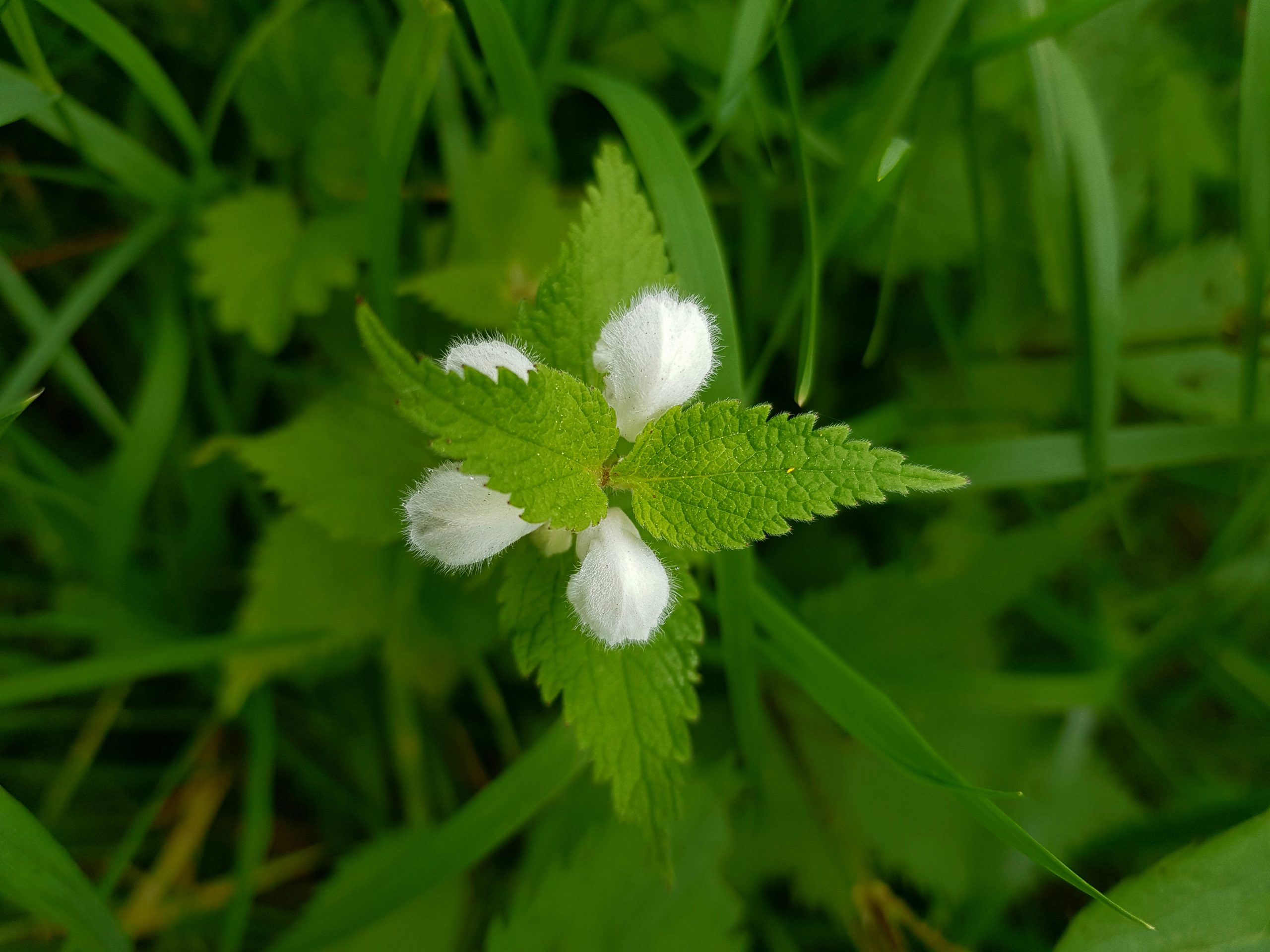 Ortie ? (pu plutôt Lamier blanc)