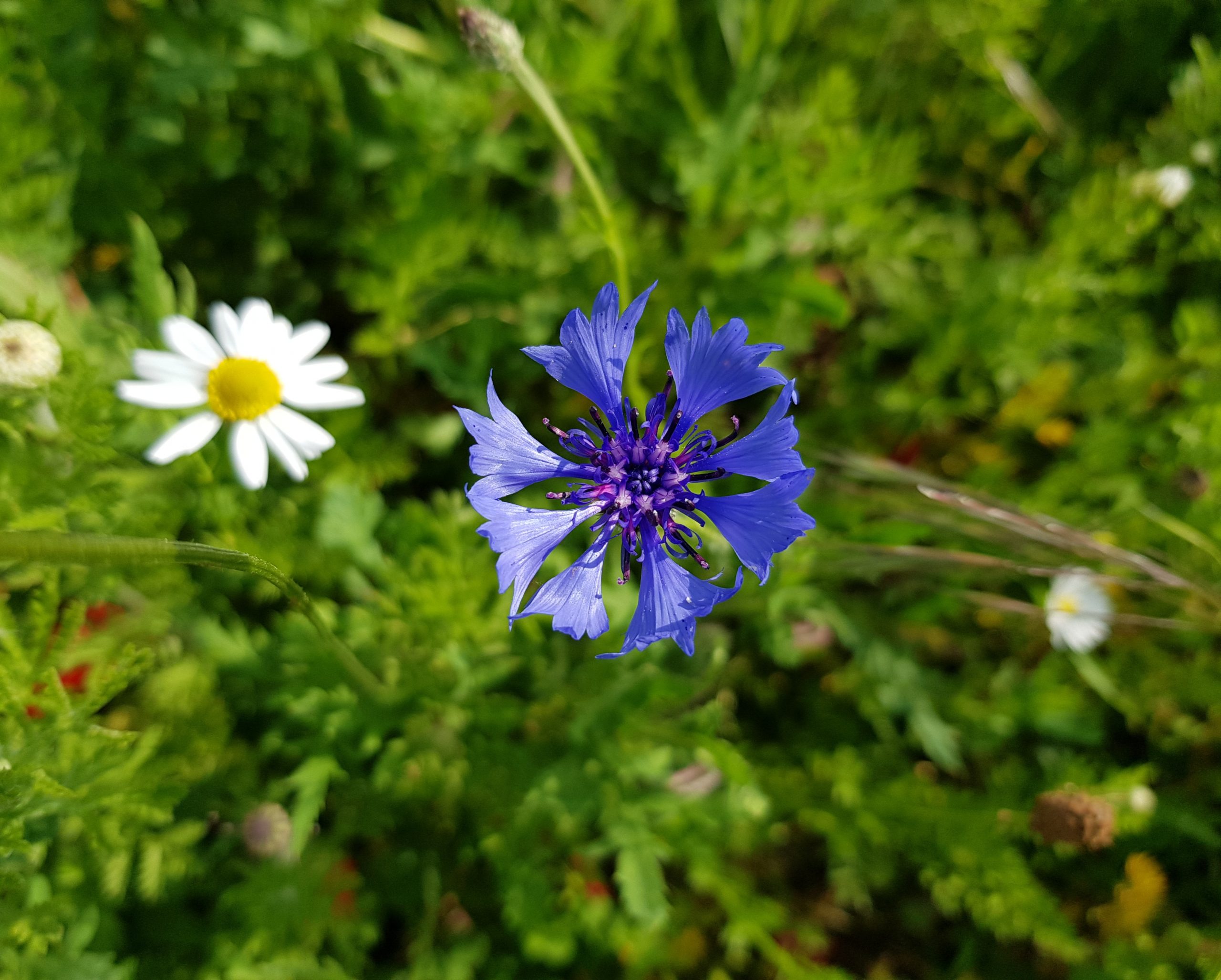 Bleuet