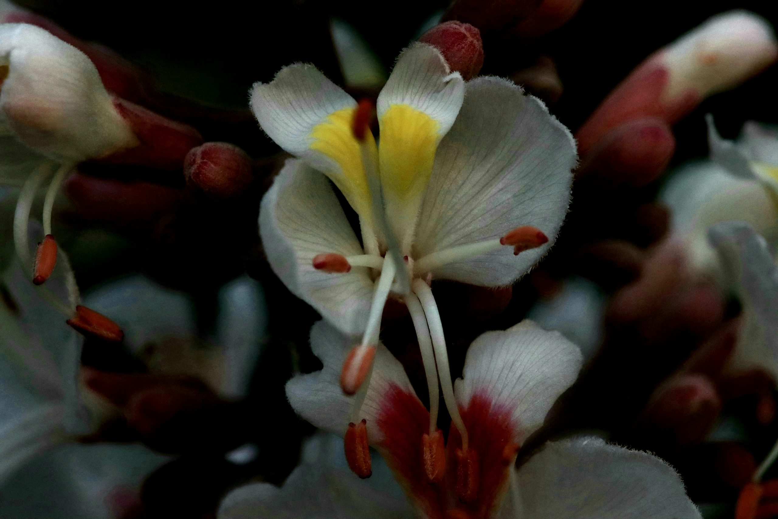 Fleur de marronnier