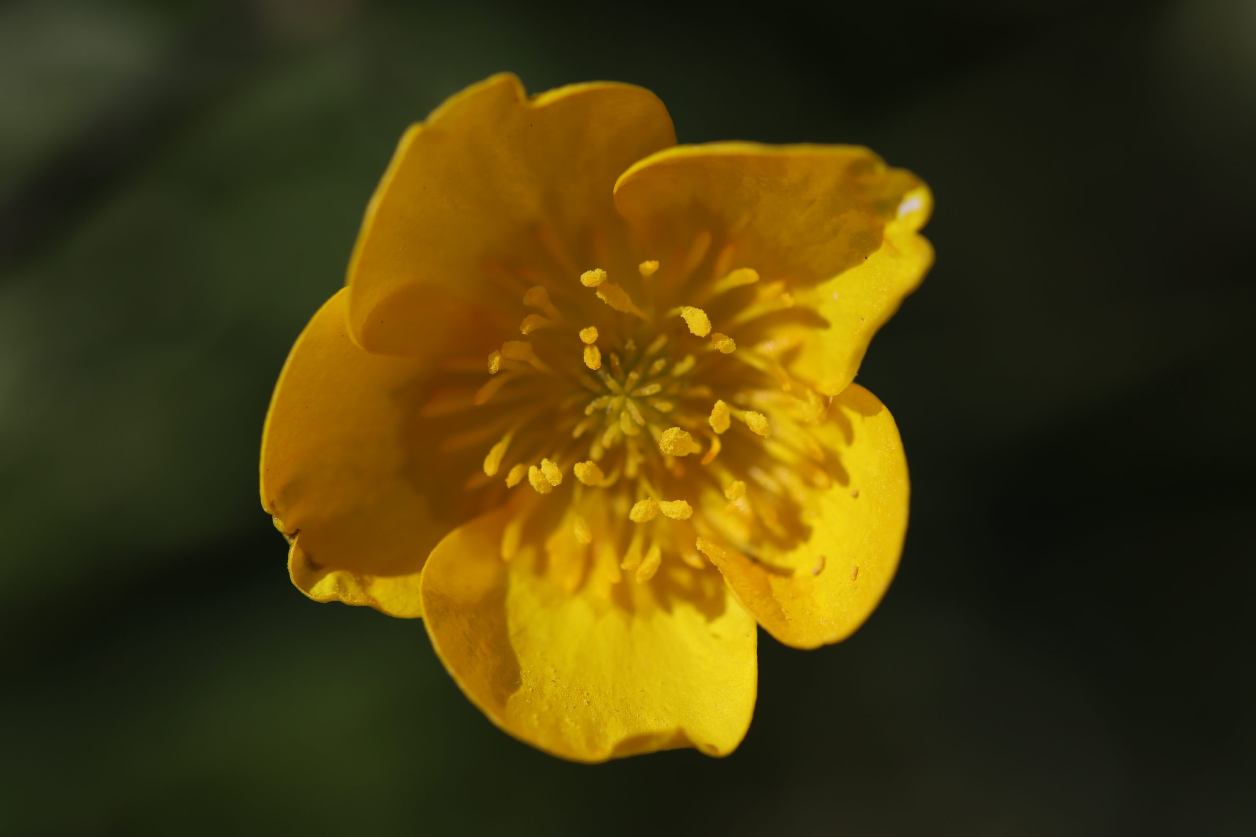 Bouton d&rsquo;or