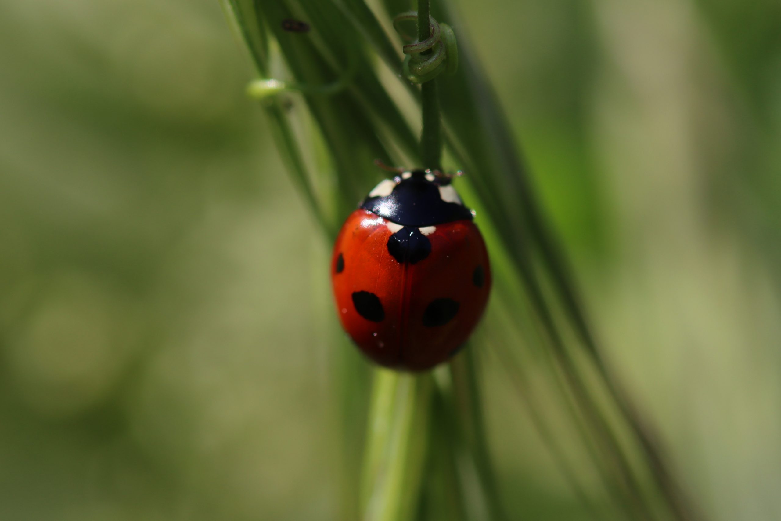 Coccinelle