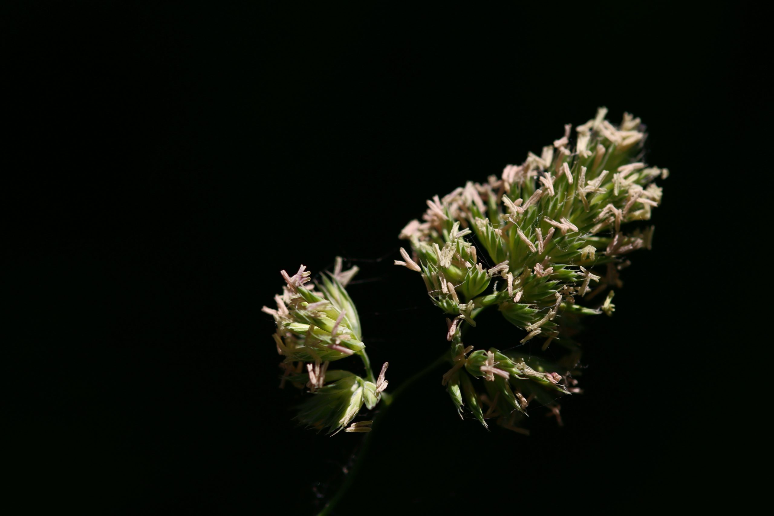 Dactyle pelotonné
