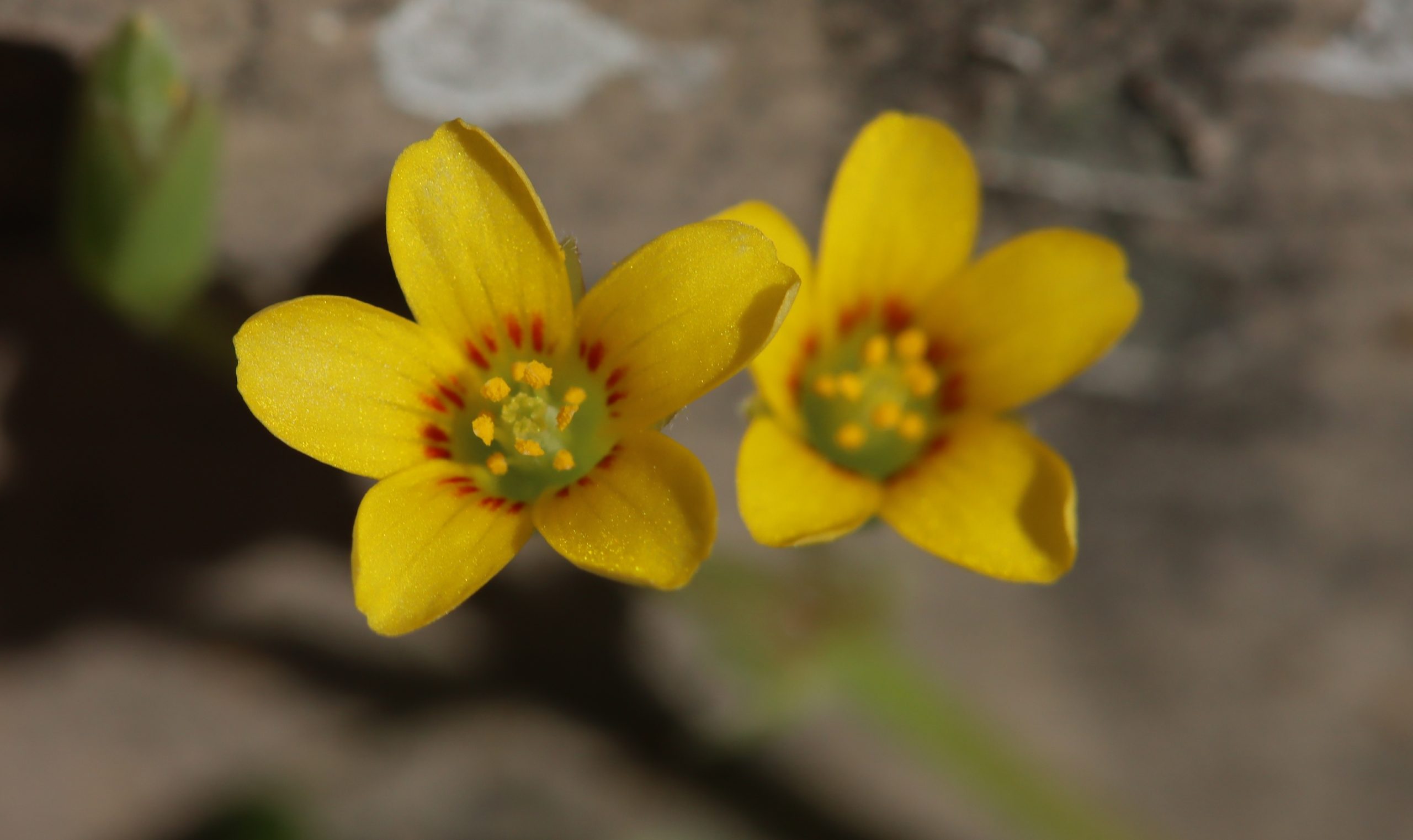 Oxalide corniculée