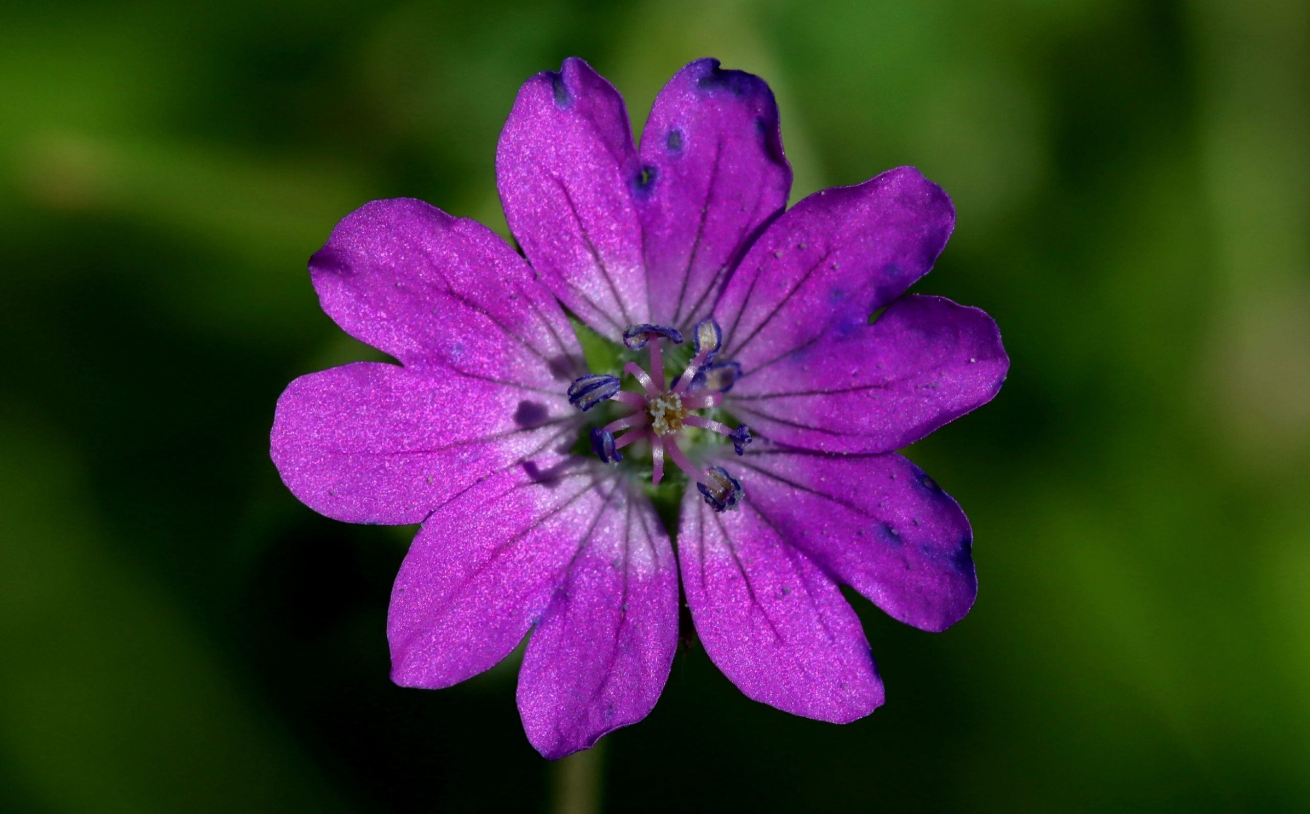 Géranium des Pyrénées