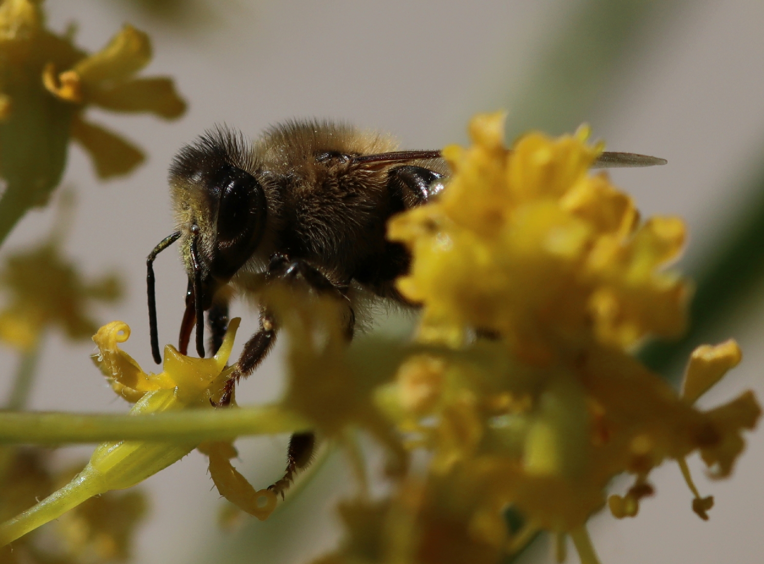 Abeille