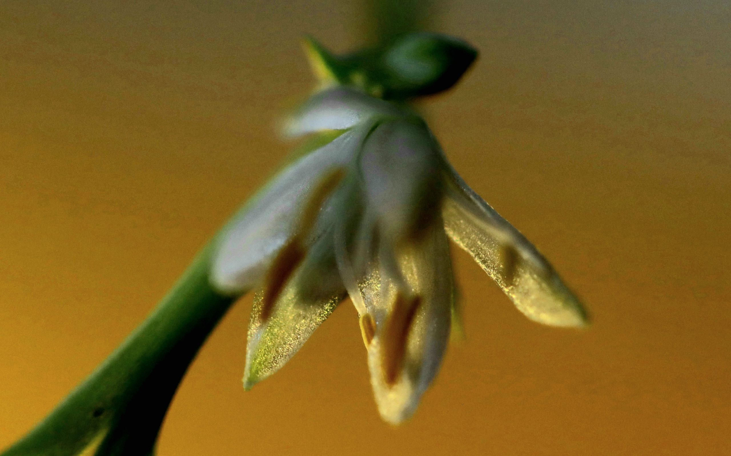 Fleur de dracanea