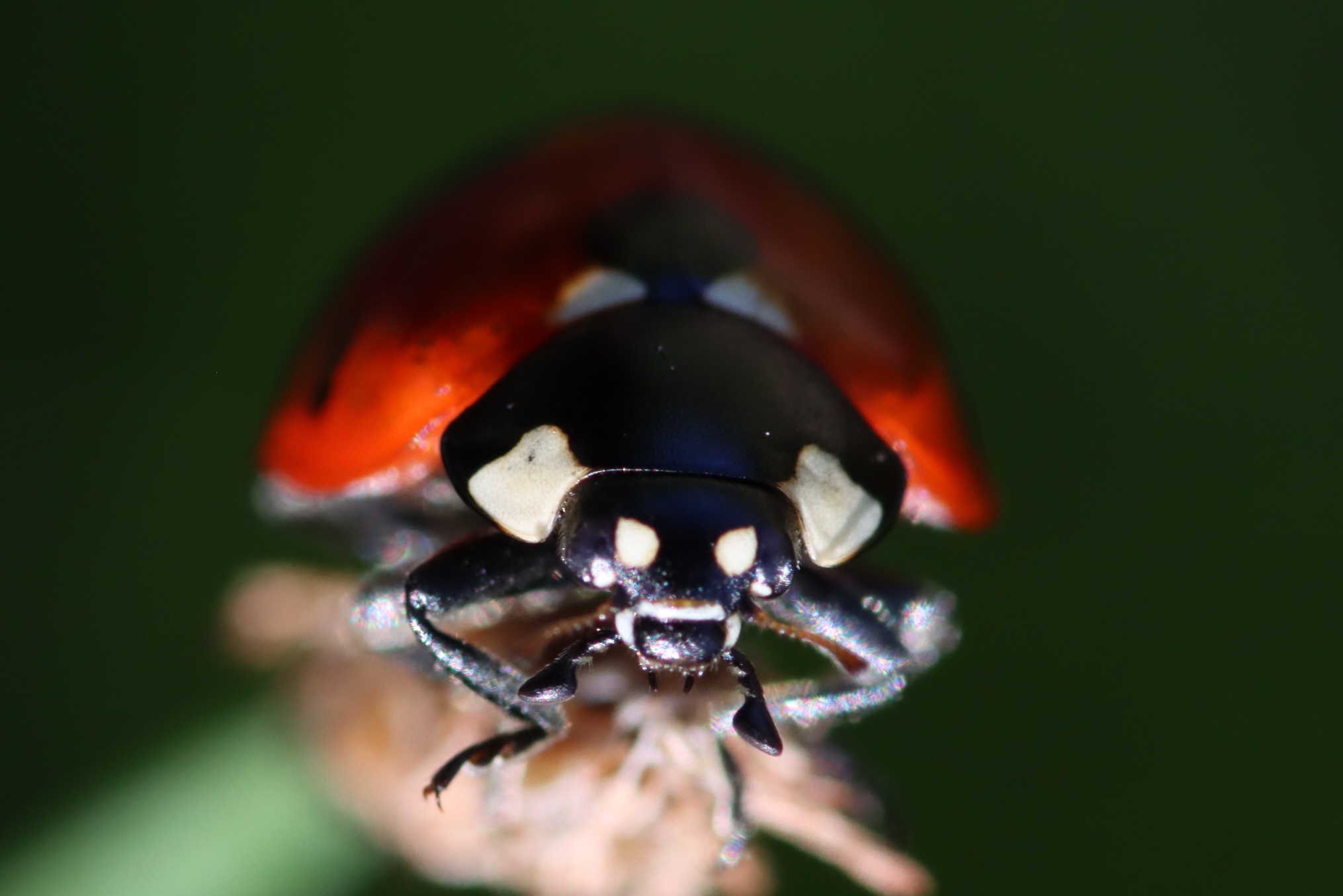 Coccinelle