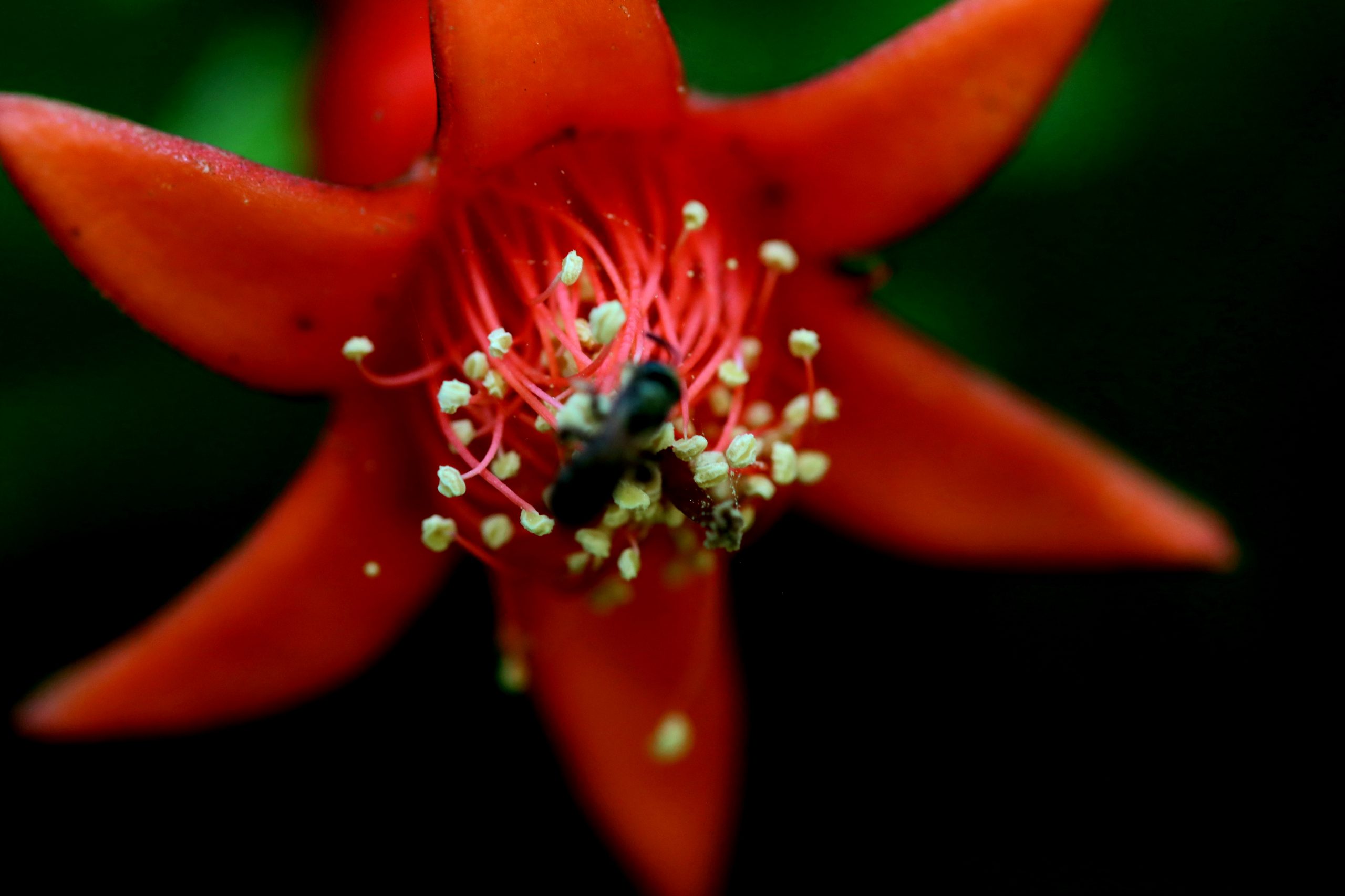 Fleur de grenadier