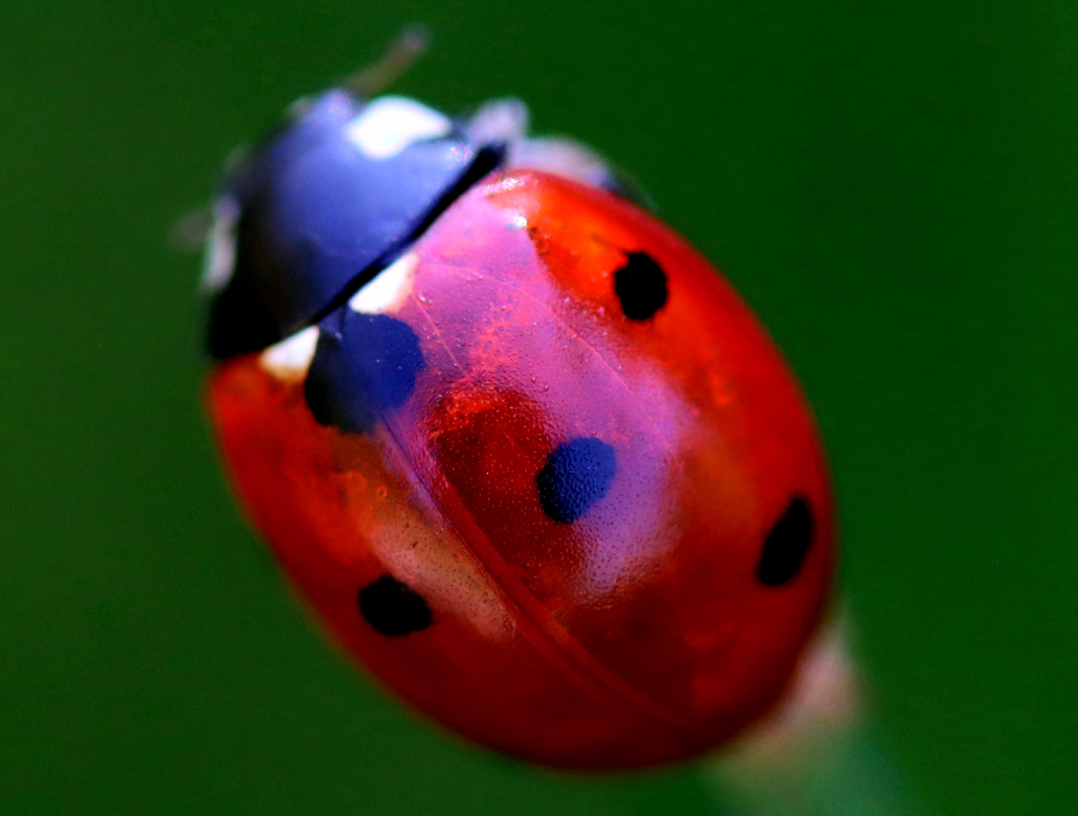Elytres de coccinelle