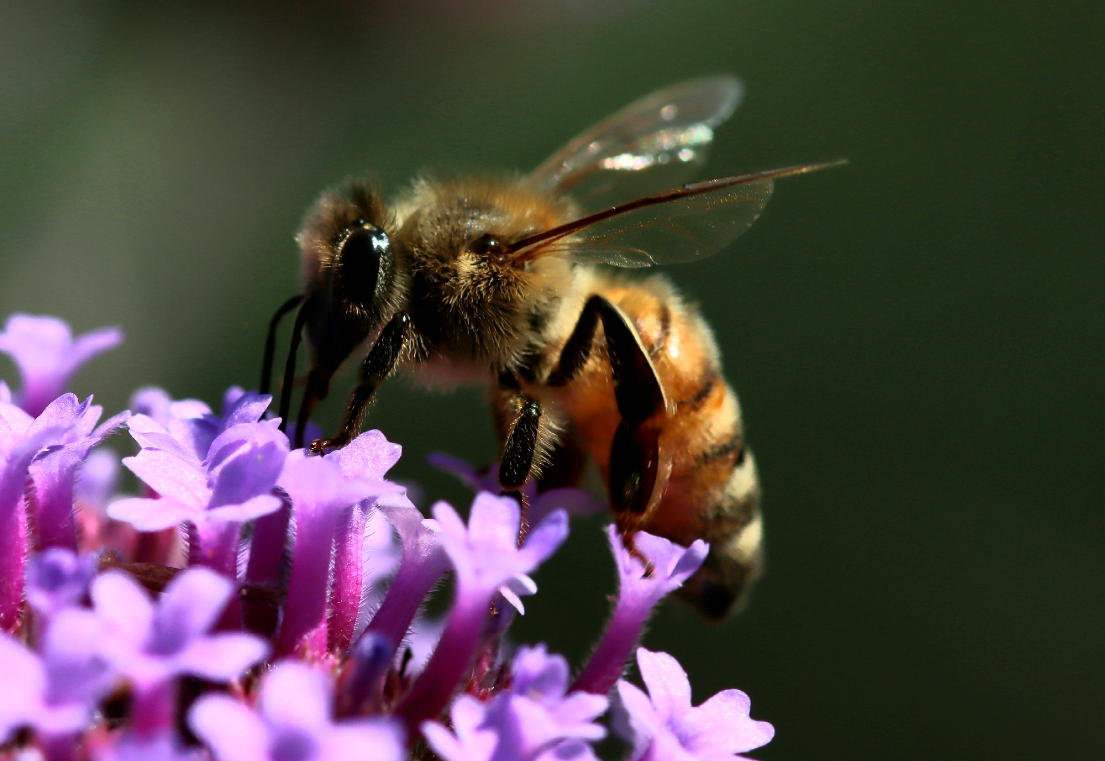 Abeille