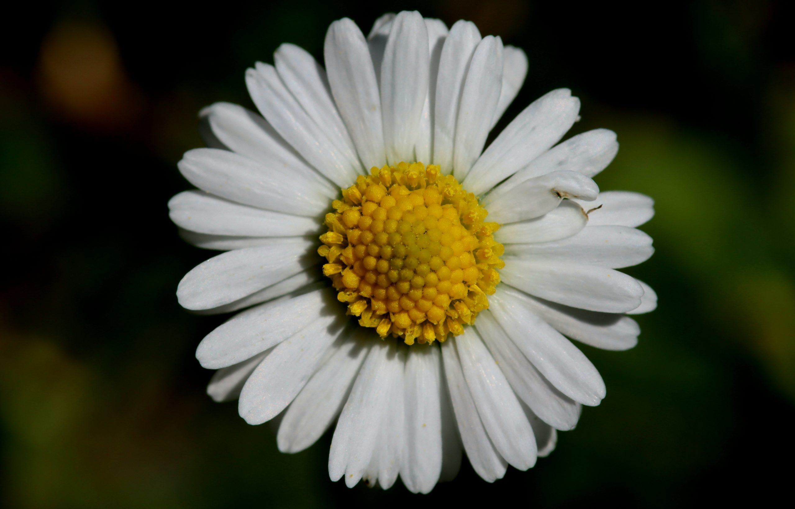Pâquerette