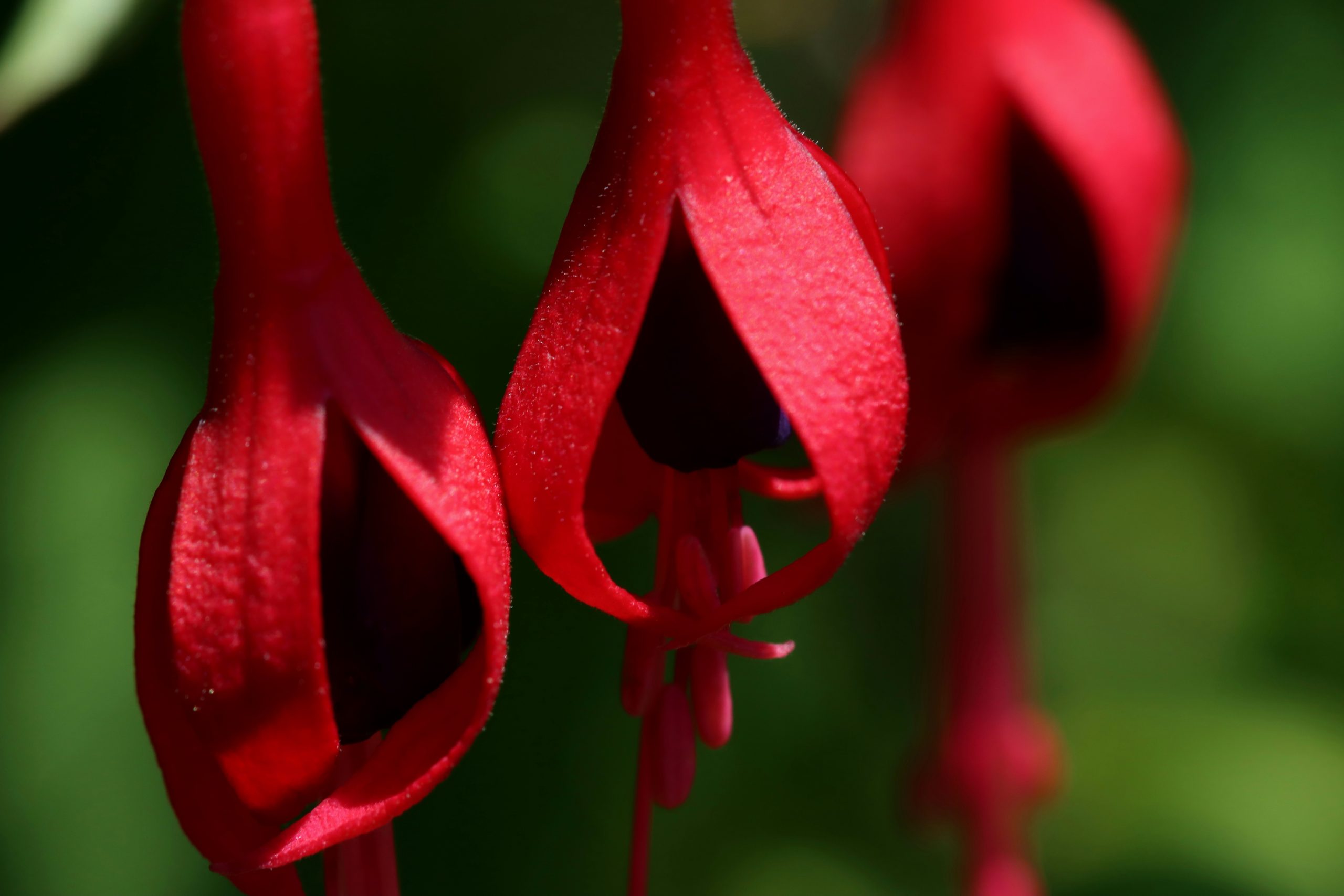 Fuschia