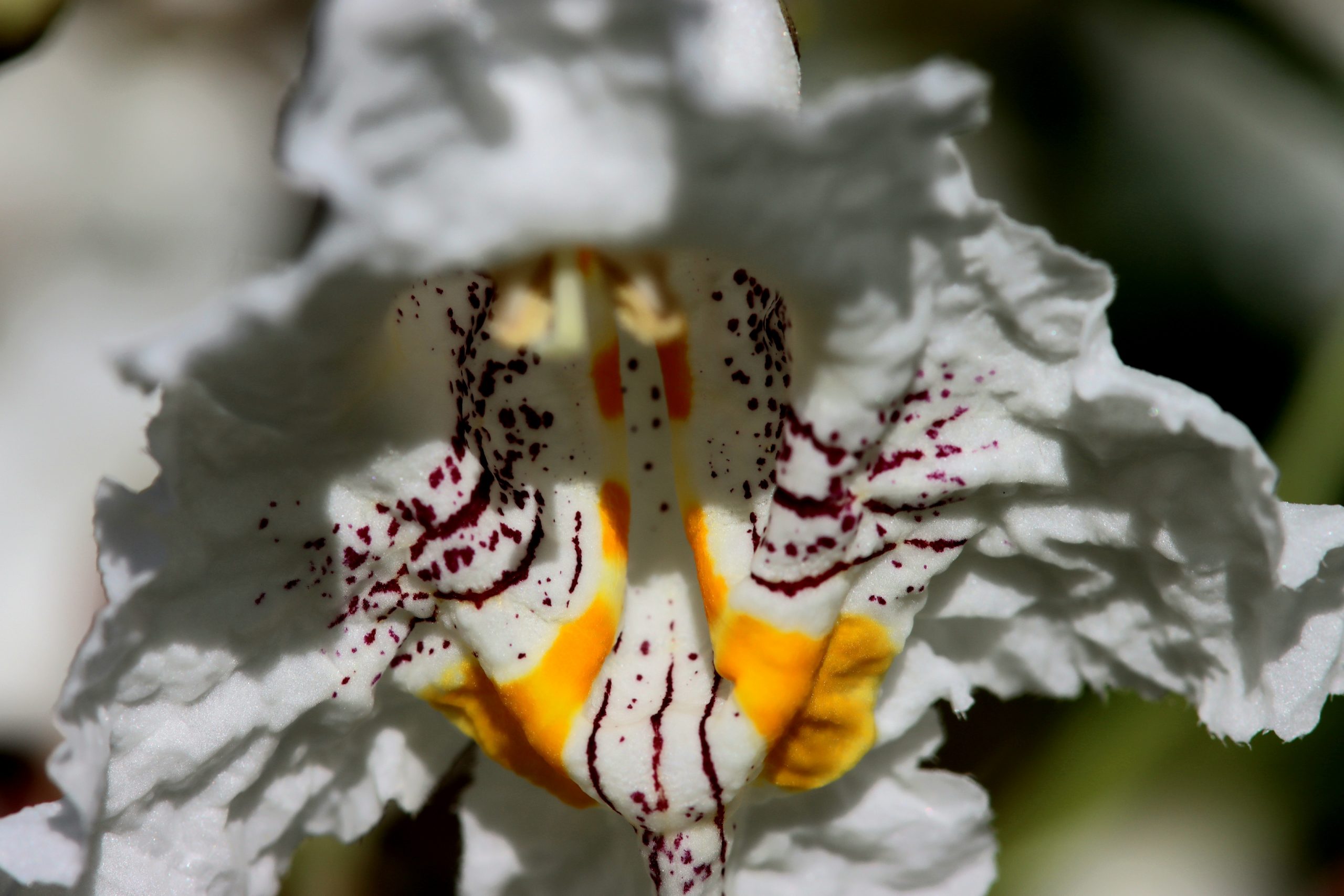 Fleur de catalpa