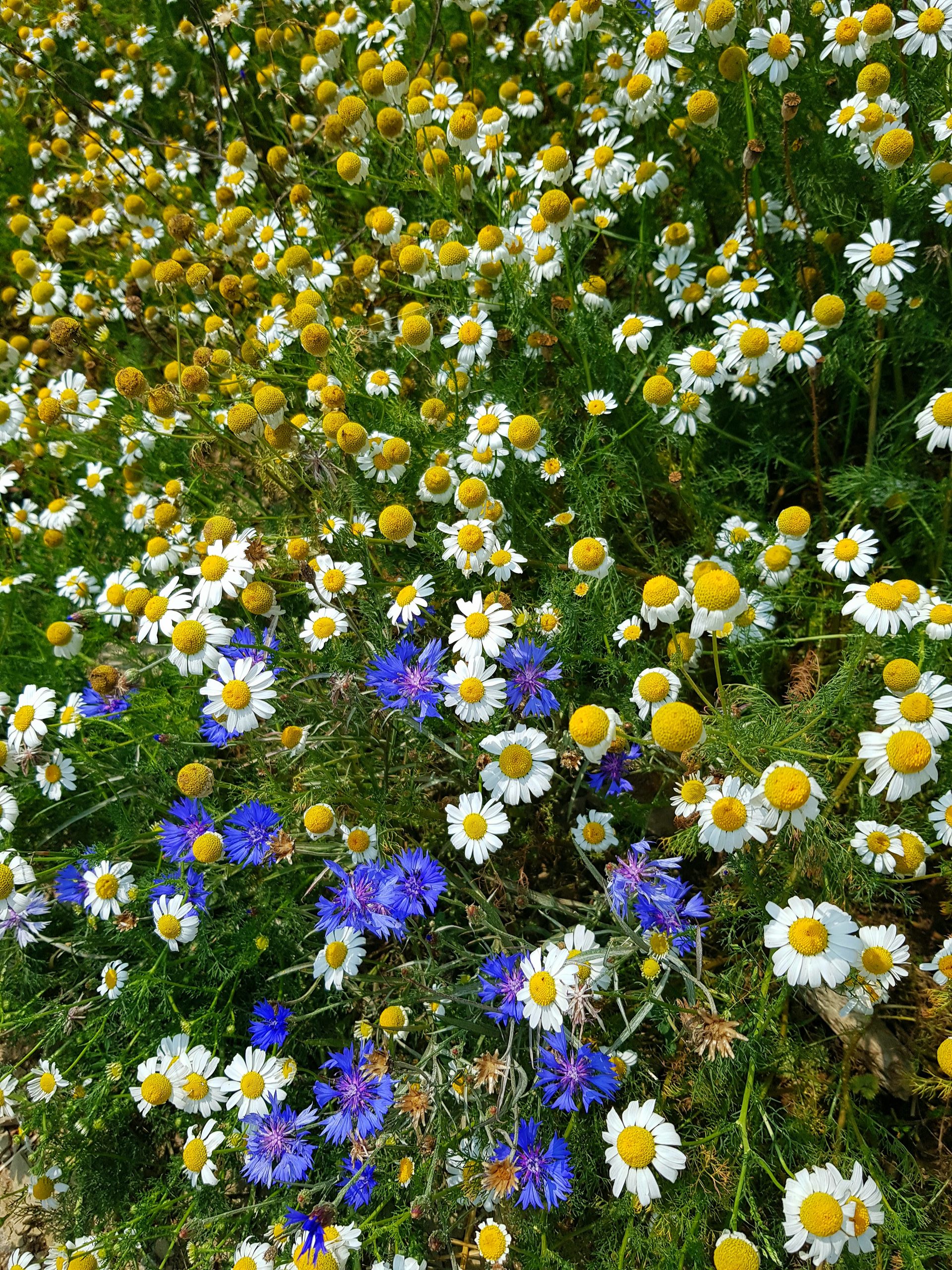 Camomille et bleuets