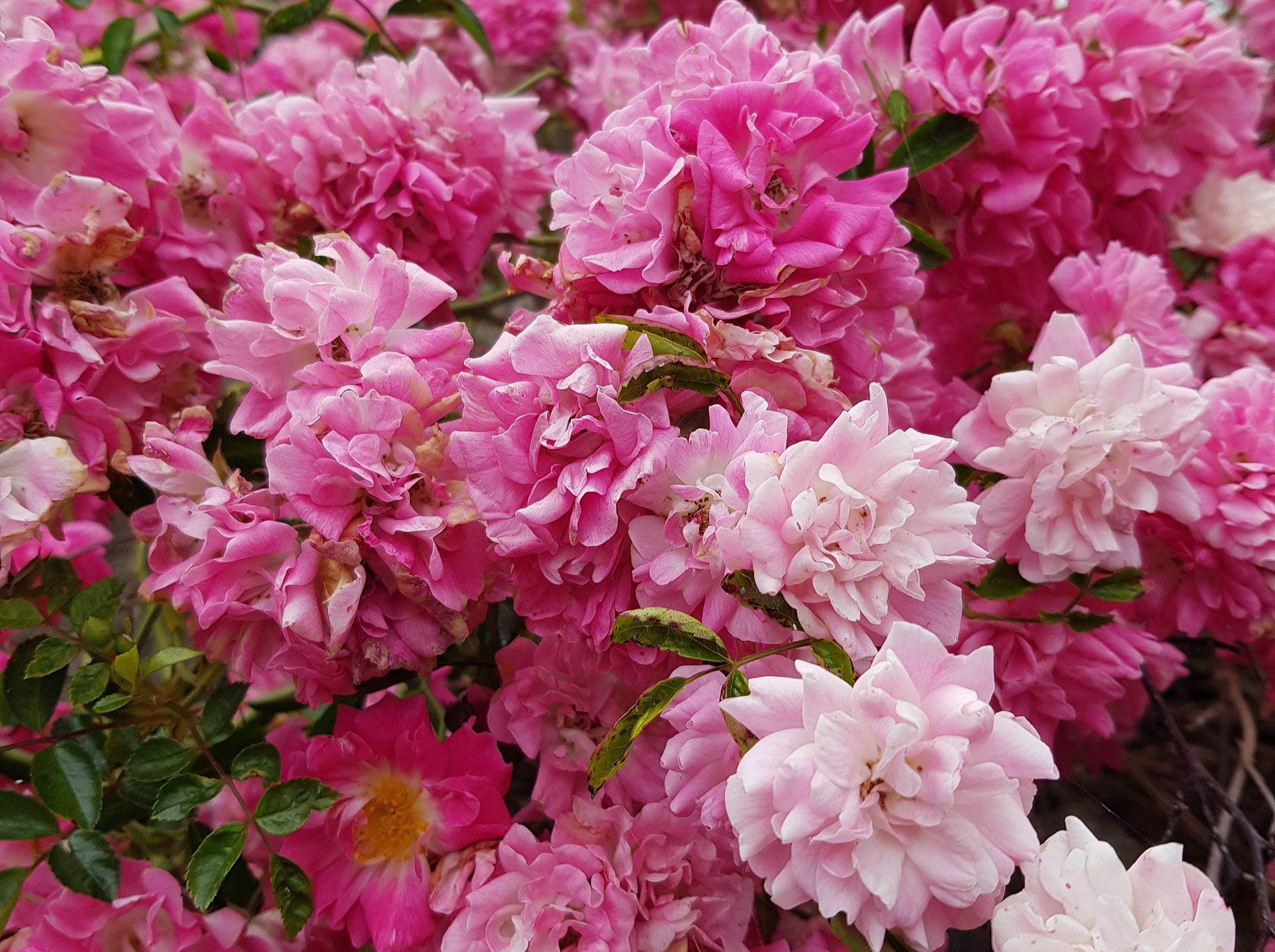 Roses du Cotentin