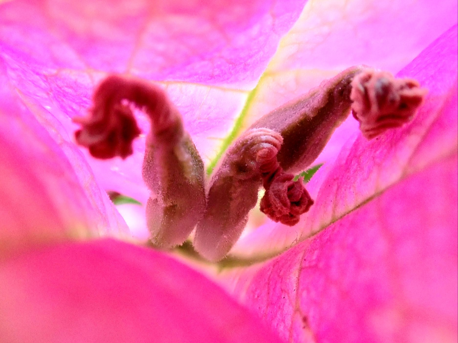 Bougainvillée 1