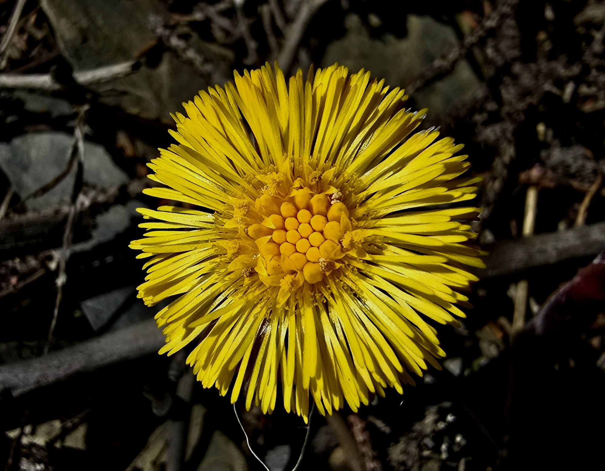 Tussilage