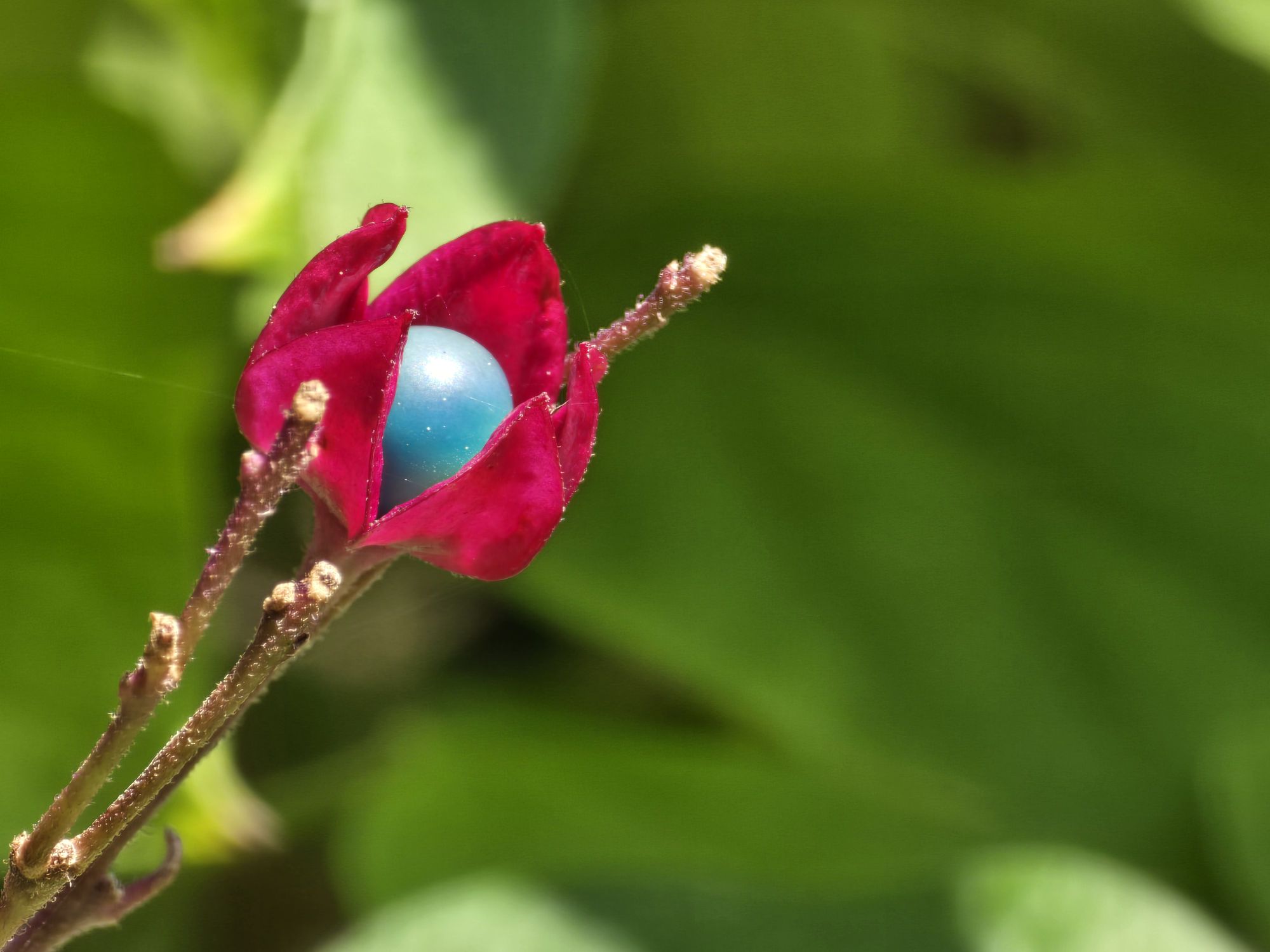 Clerodendrum ?