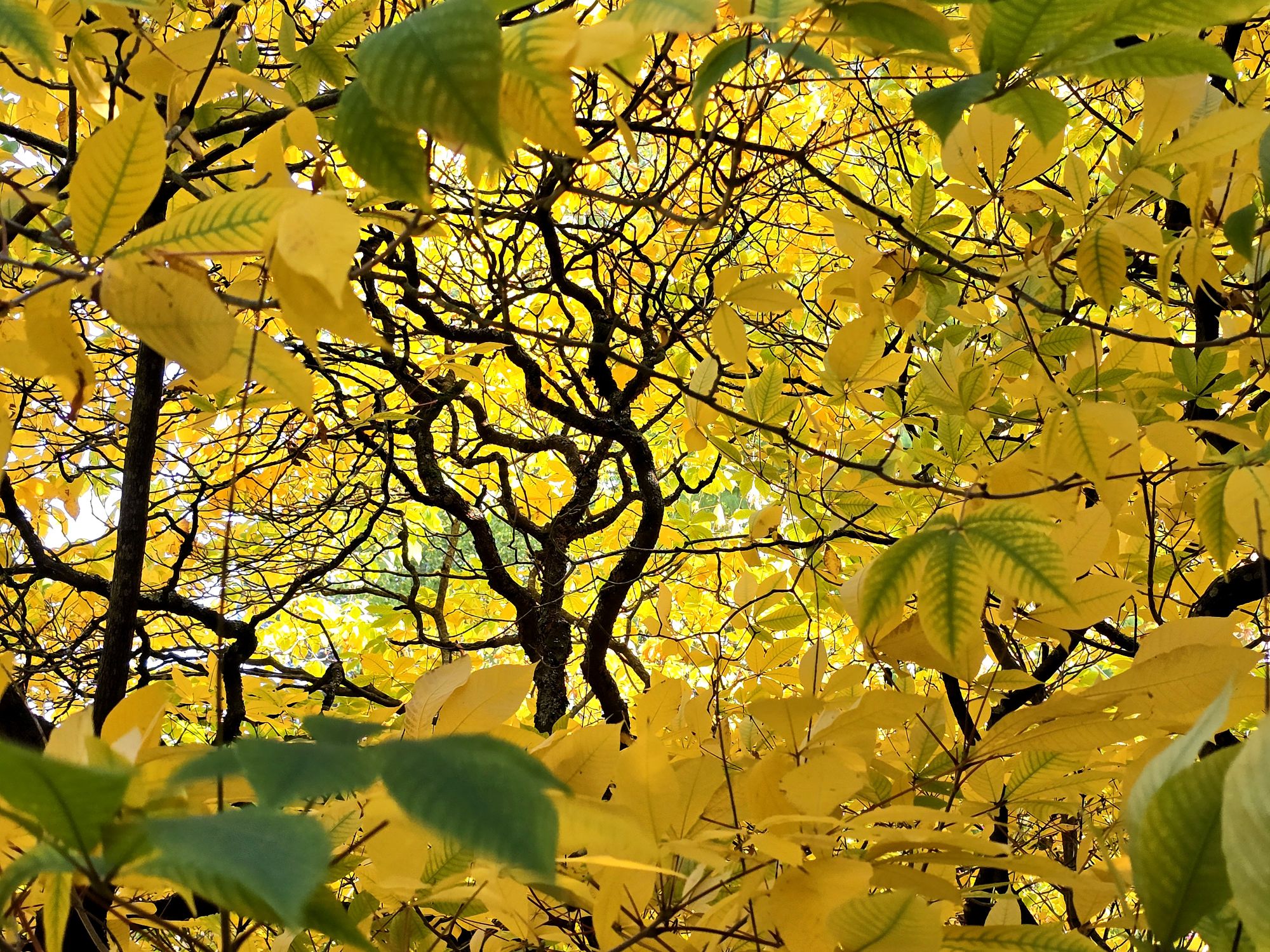 Dans le jaune