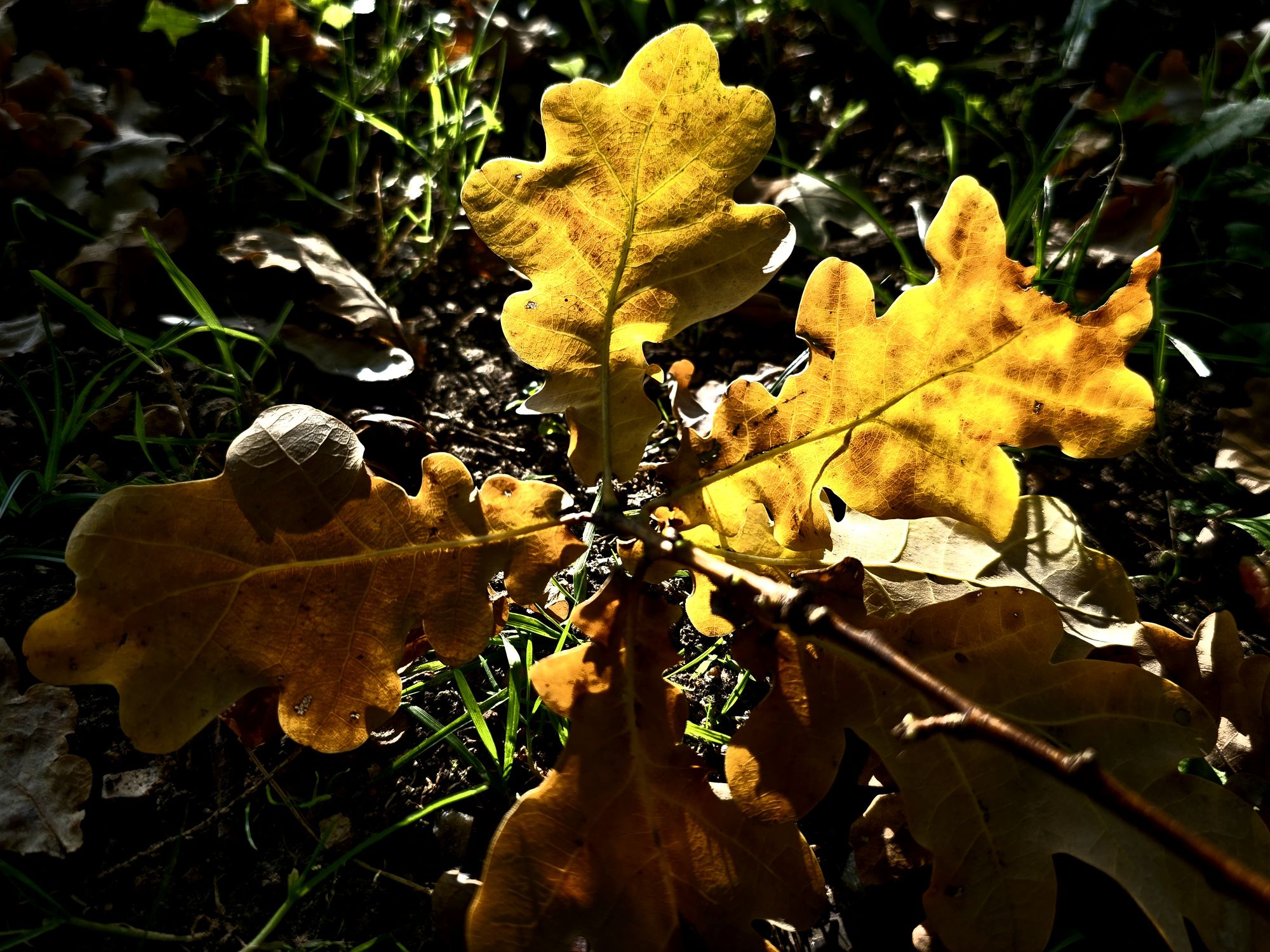Feuilles de chêne