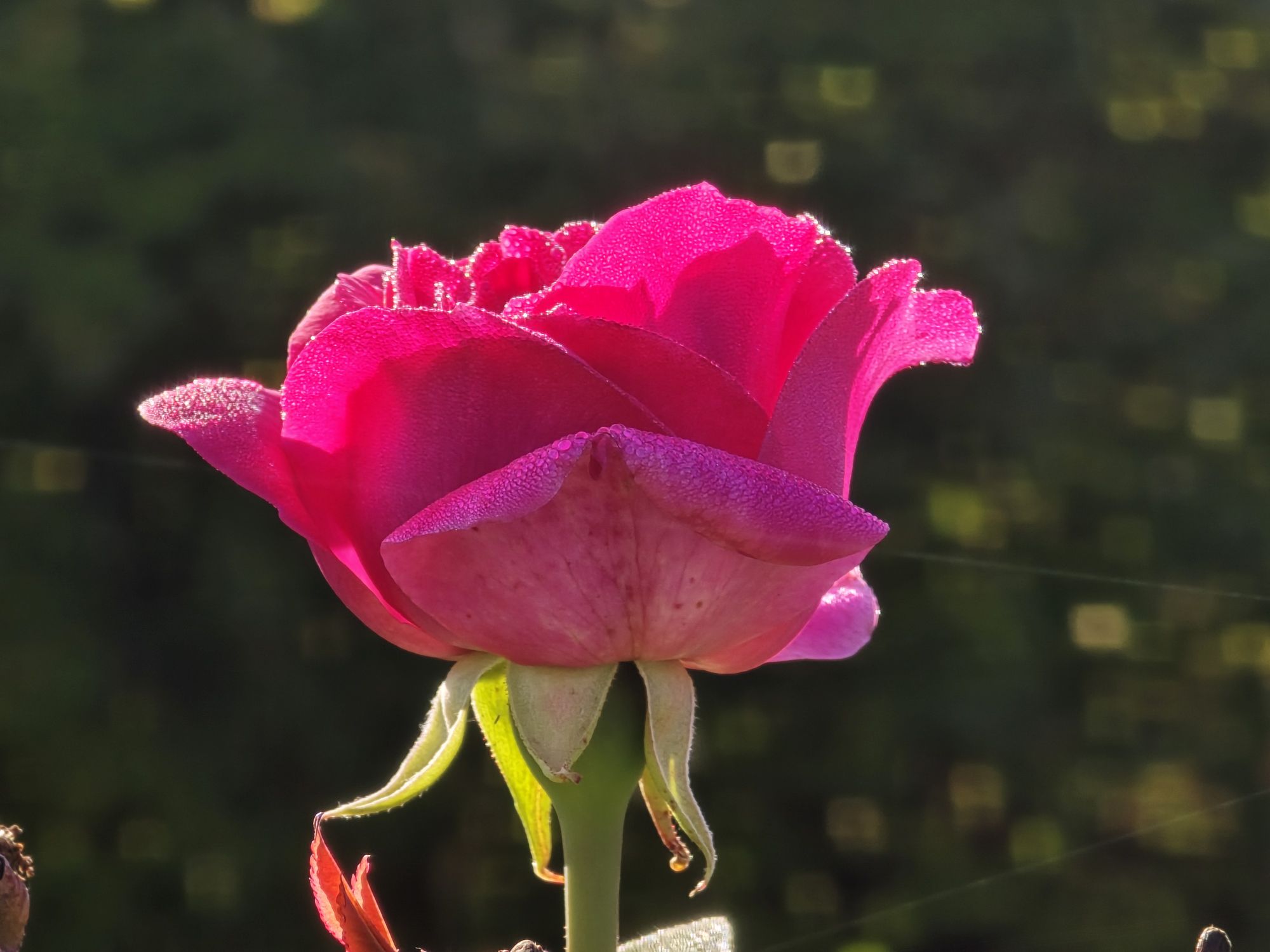 Rose à la rosée