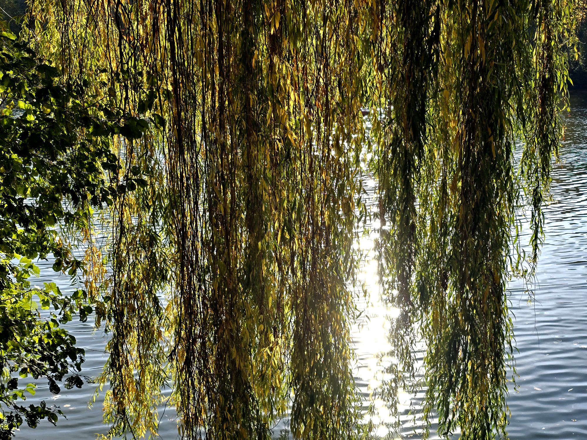 Saule pleurant dans l&rsquo;Oise