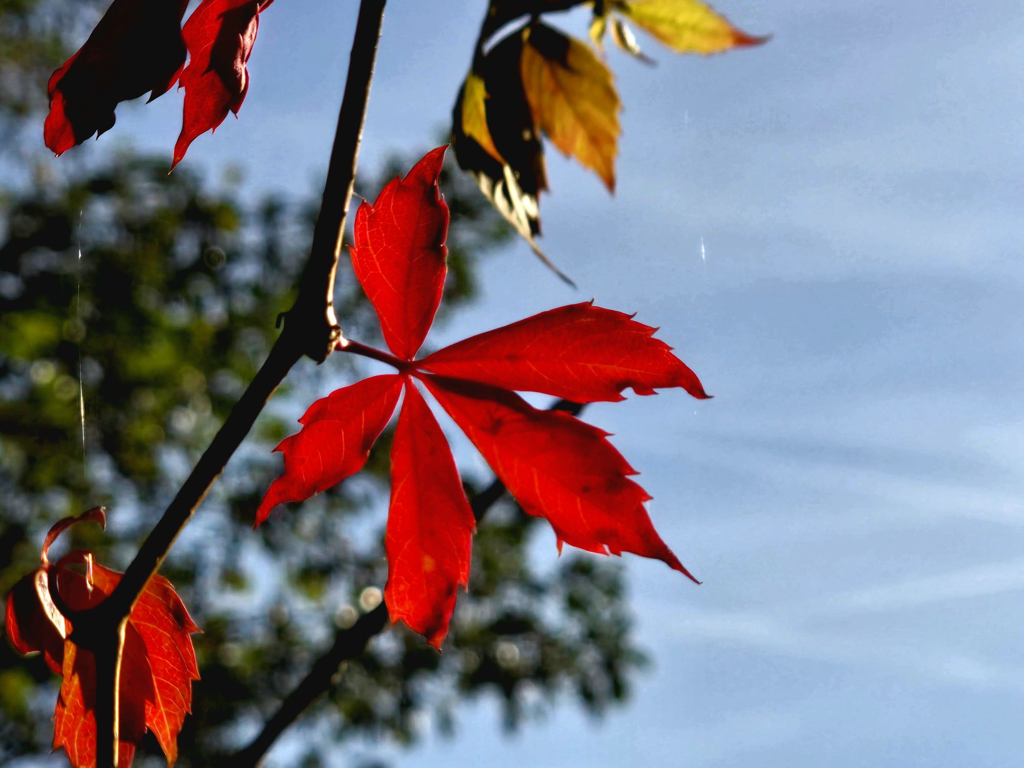 Vigne rouge