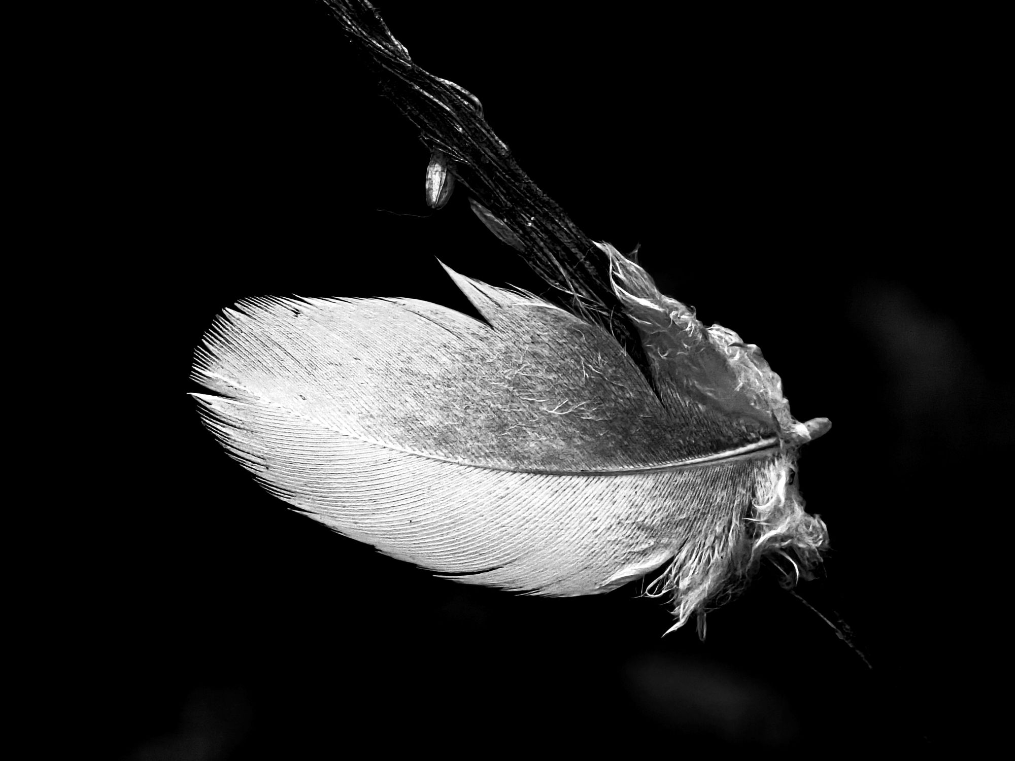 Plume