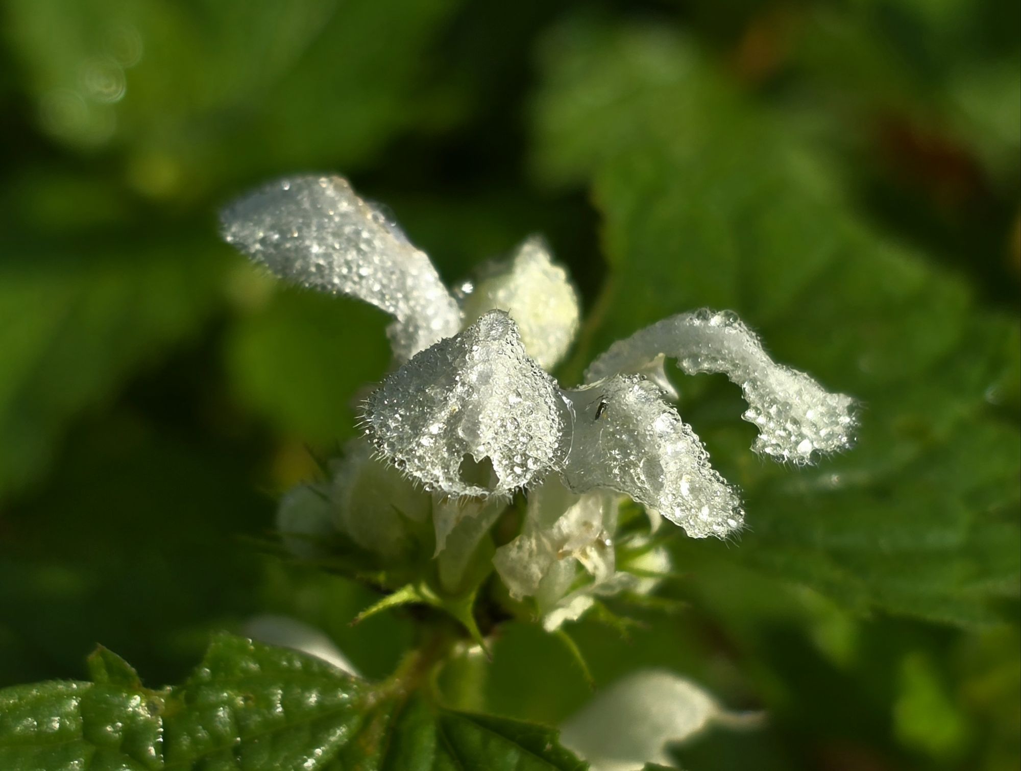 Lamier blanc sous la rosée