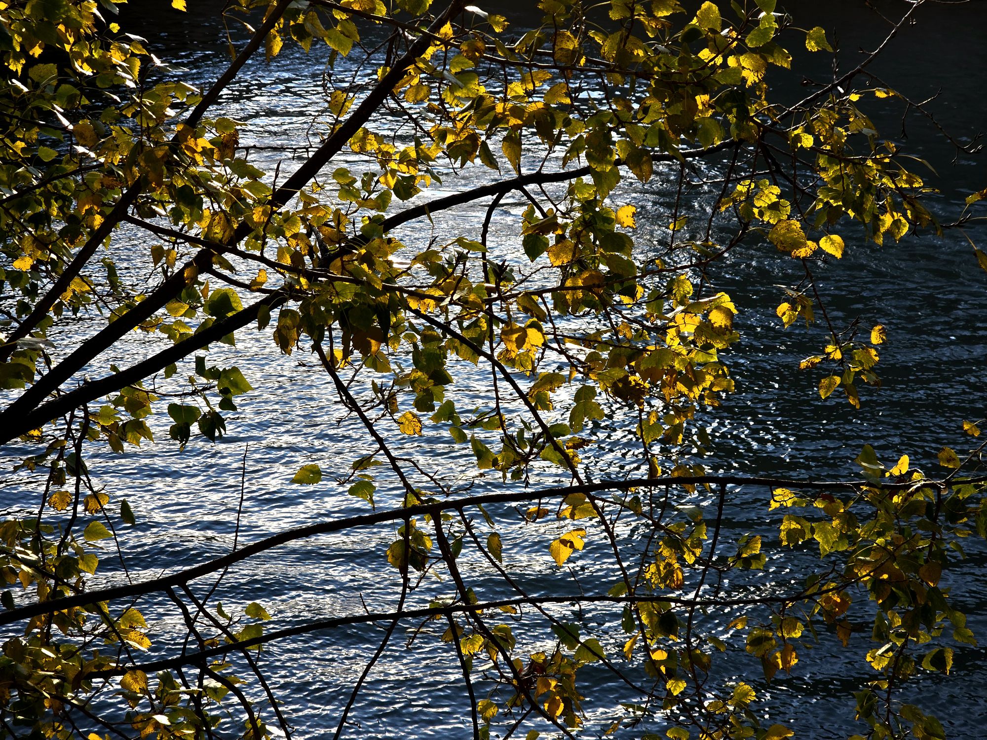Seine