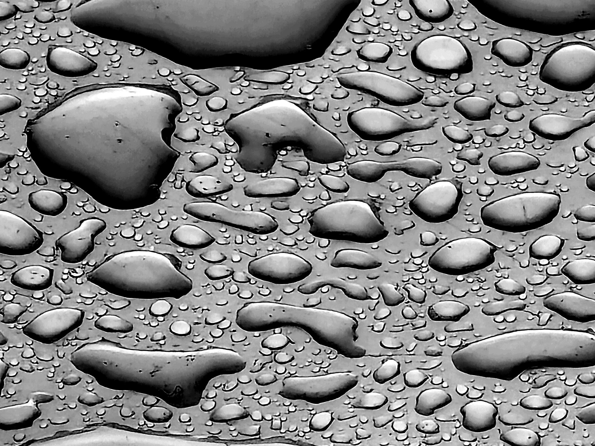 Jardin du Luxembourg sous la pluie (2)