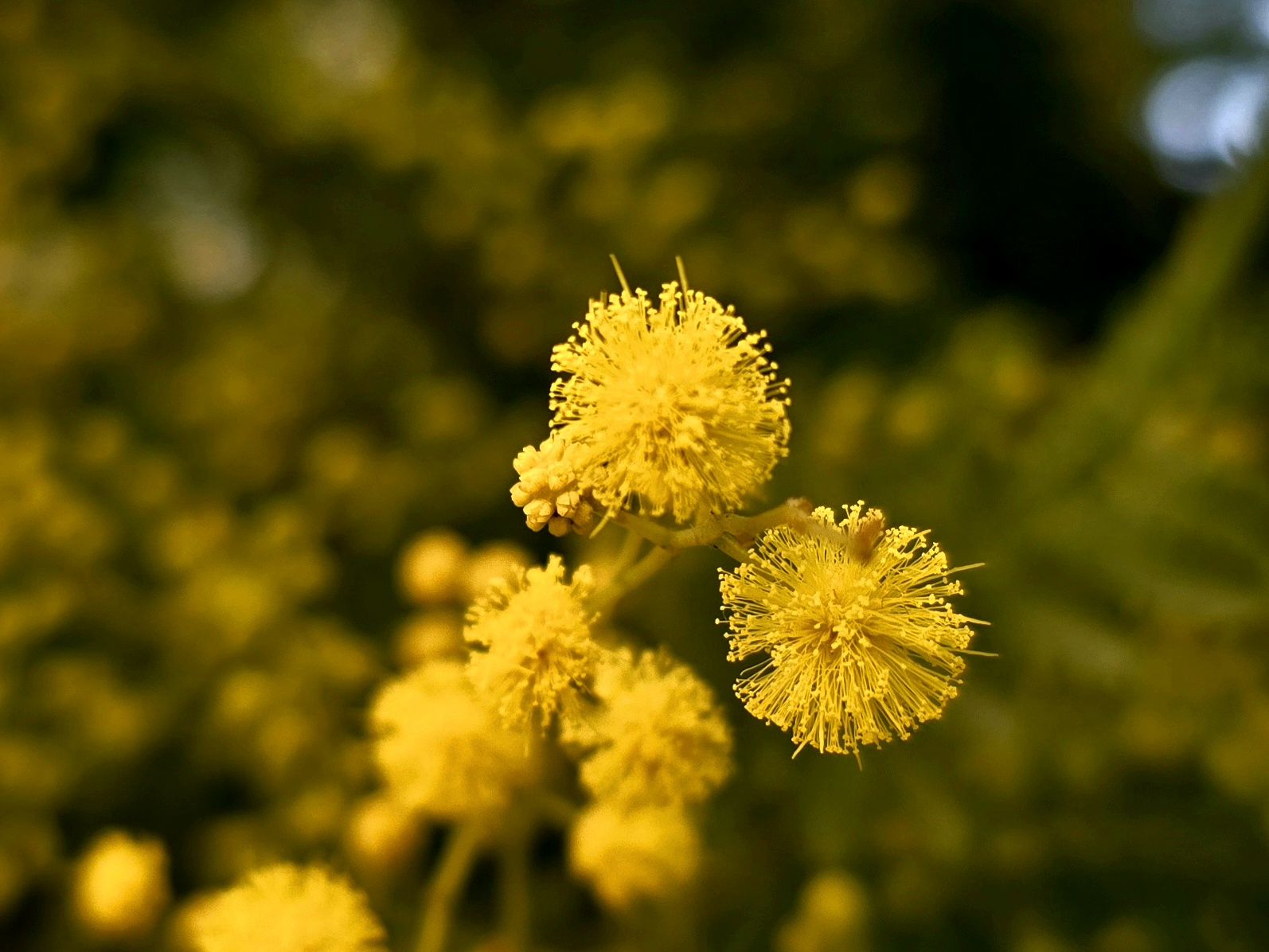 Mimosa