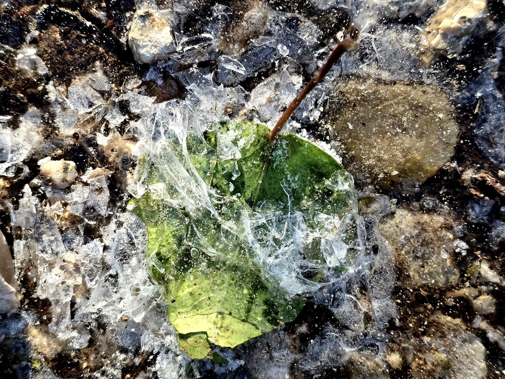 Feuille dans la glace