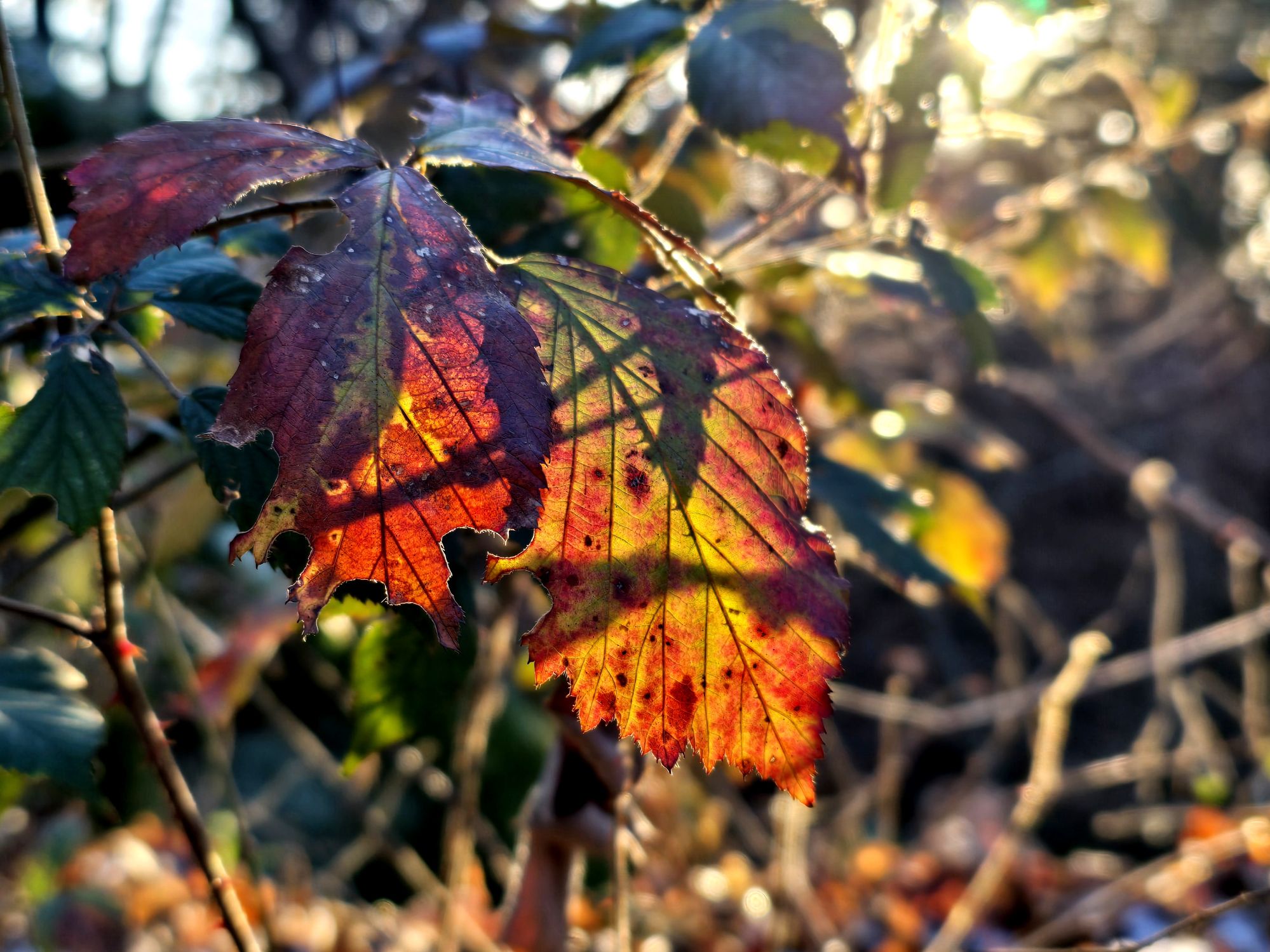 Rouge, jaune, vert