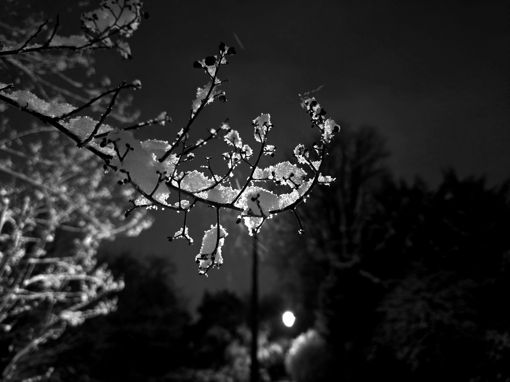 Neige