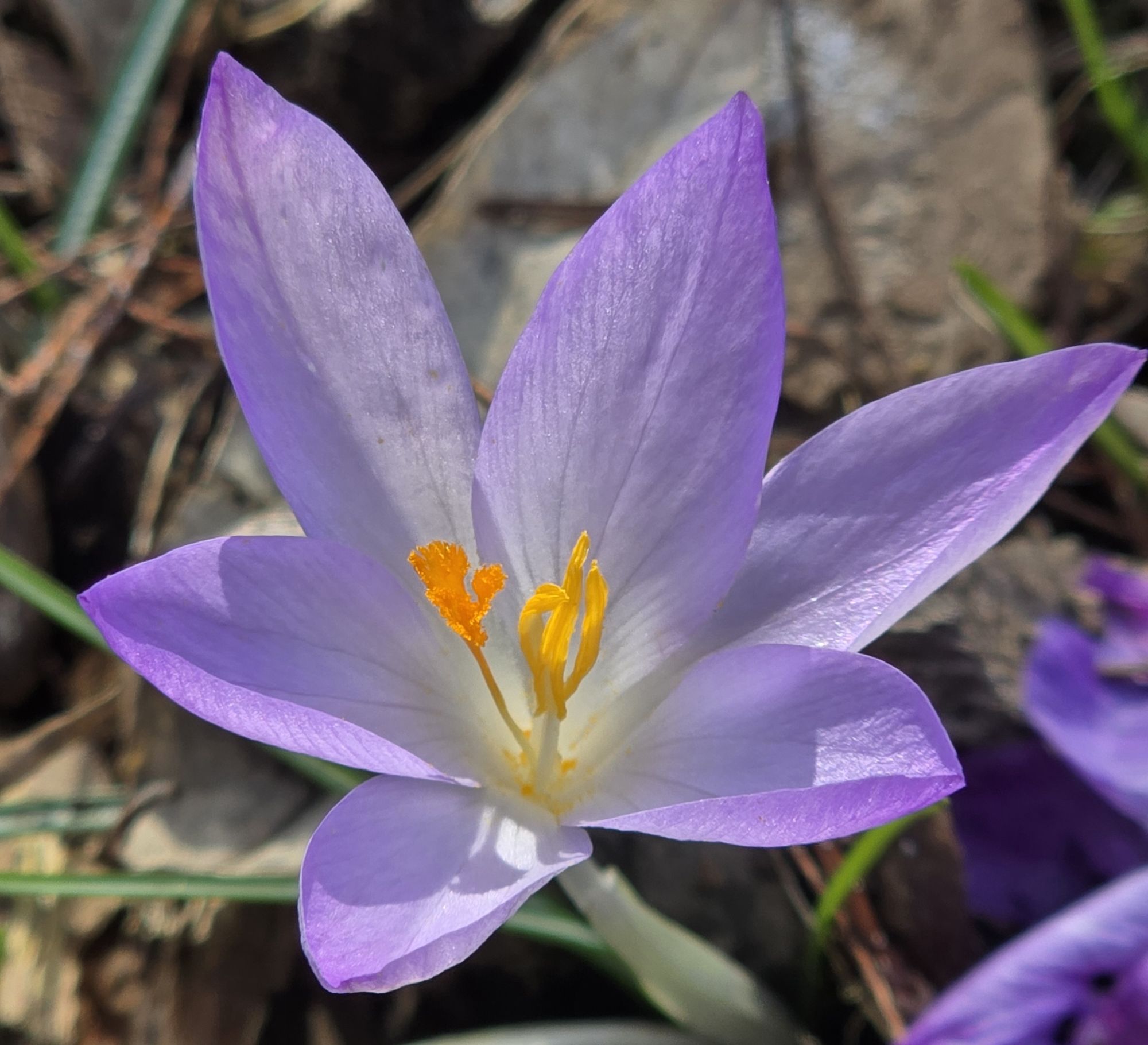 Crocus
