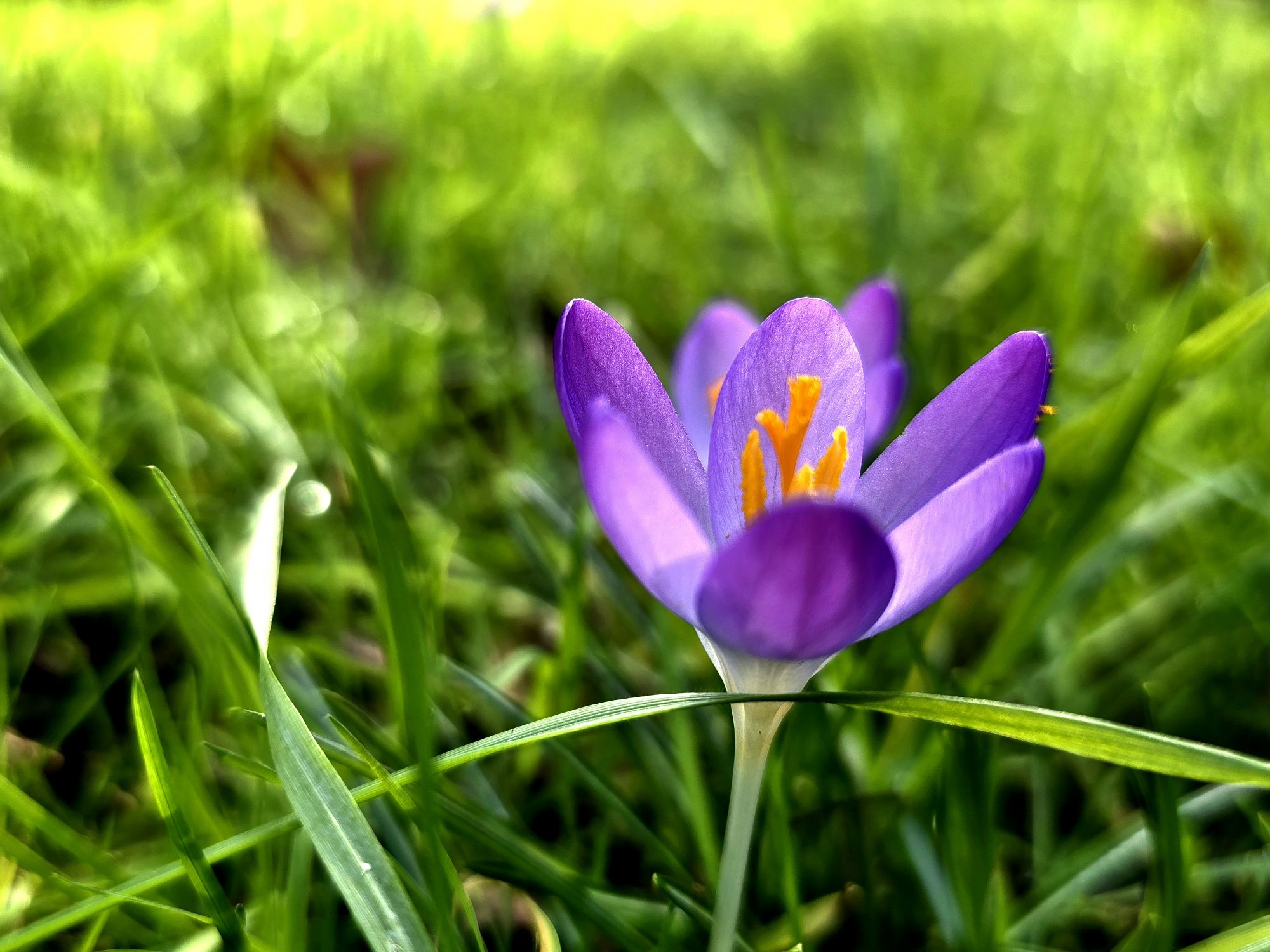 Crocus