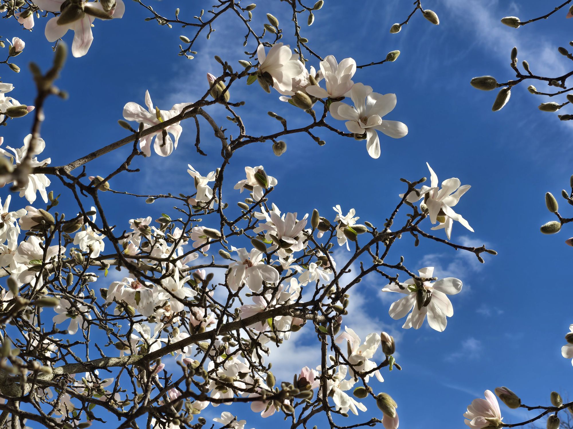 Magnolia
