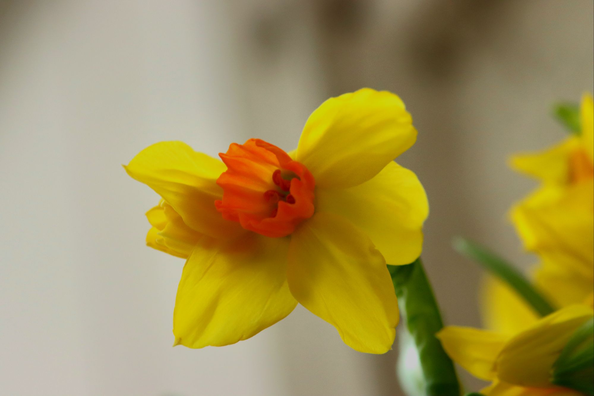 Narcisse
