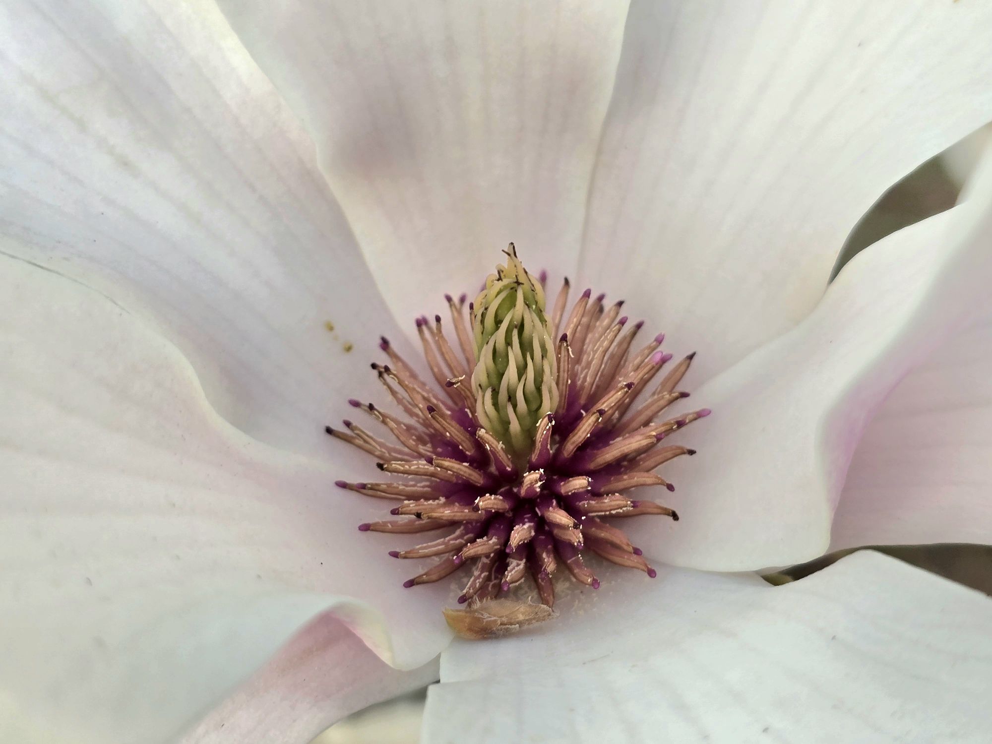 Magnolia