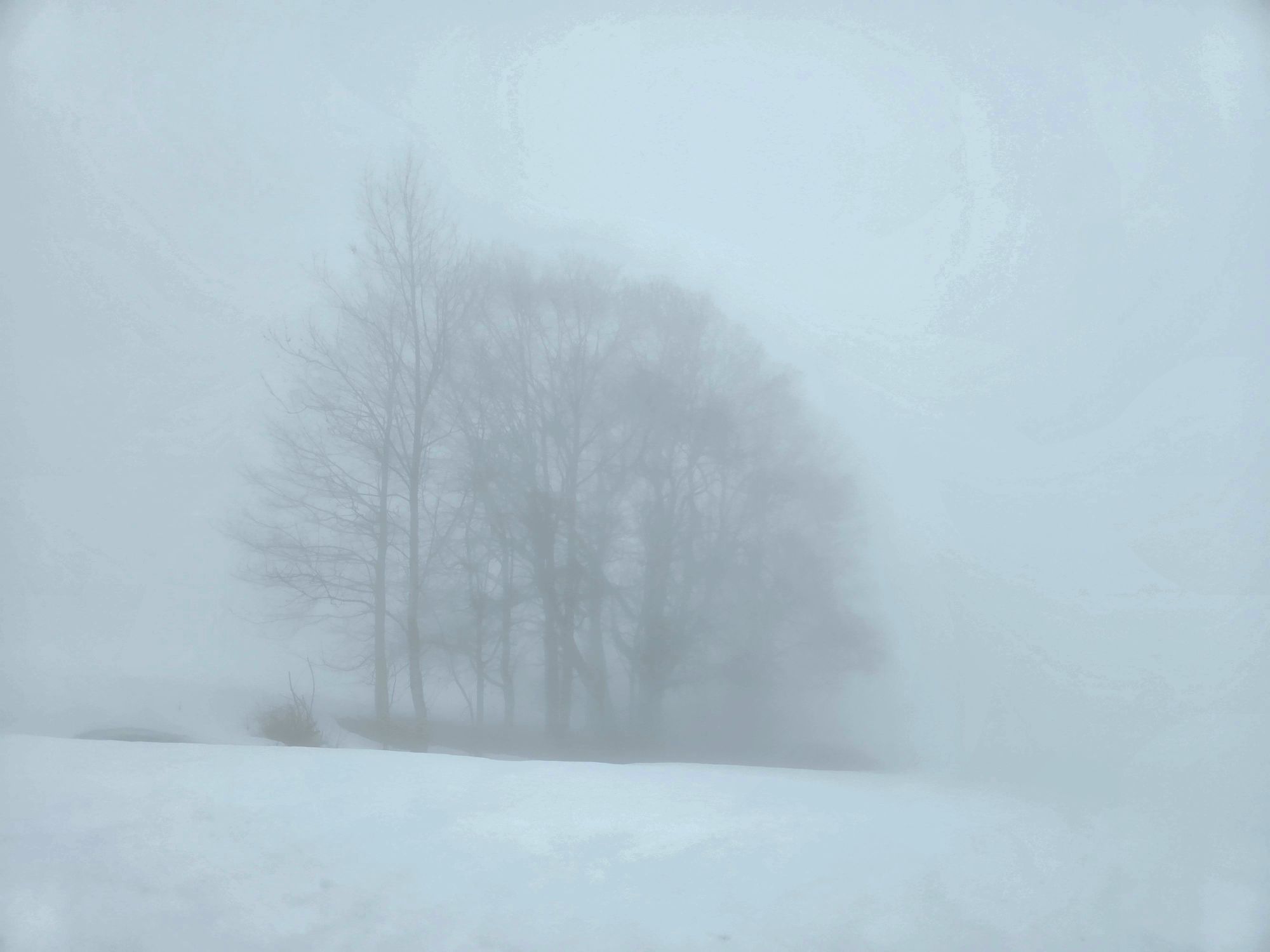 Brouillard