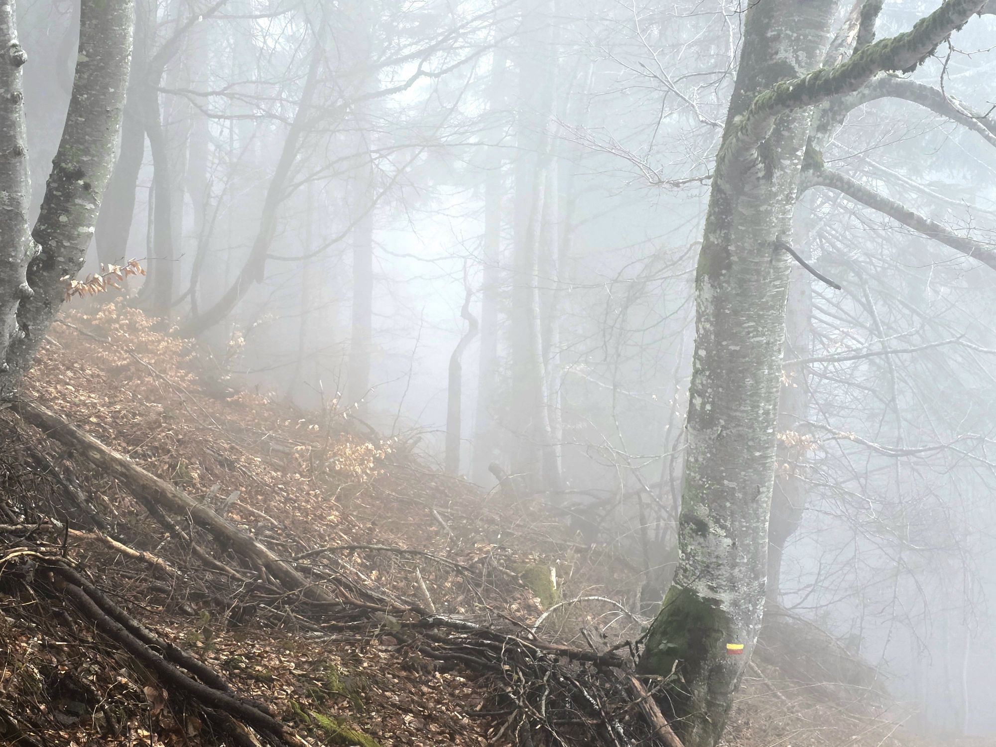 Brouillard des Bois