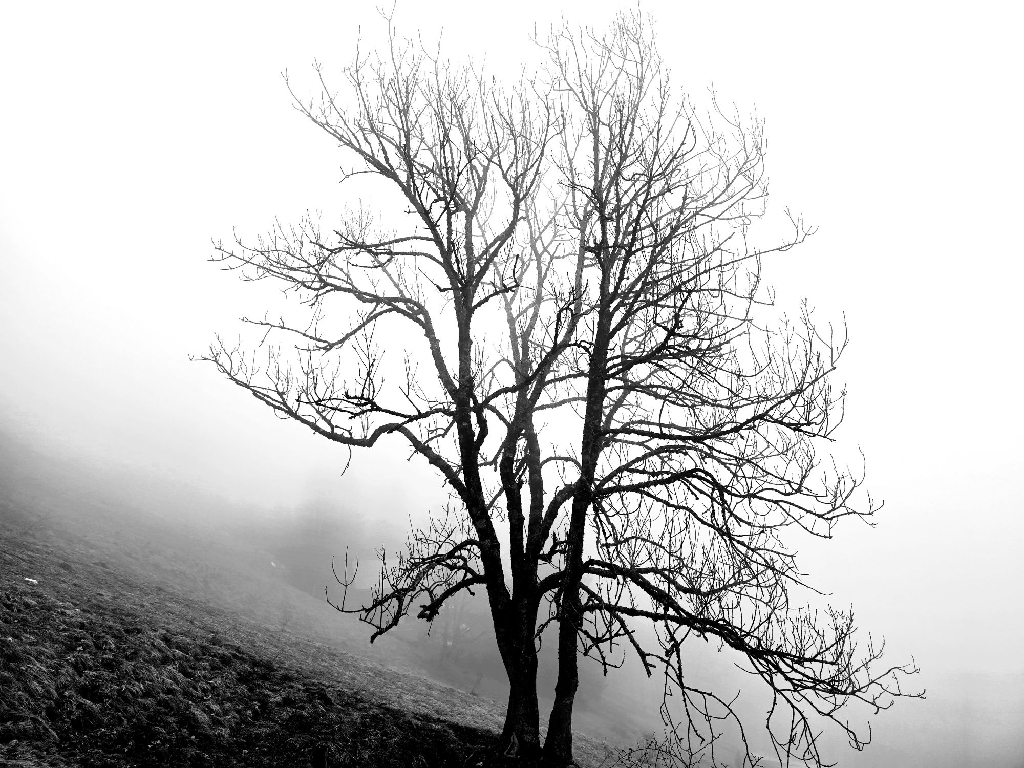 Arbre