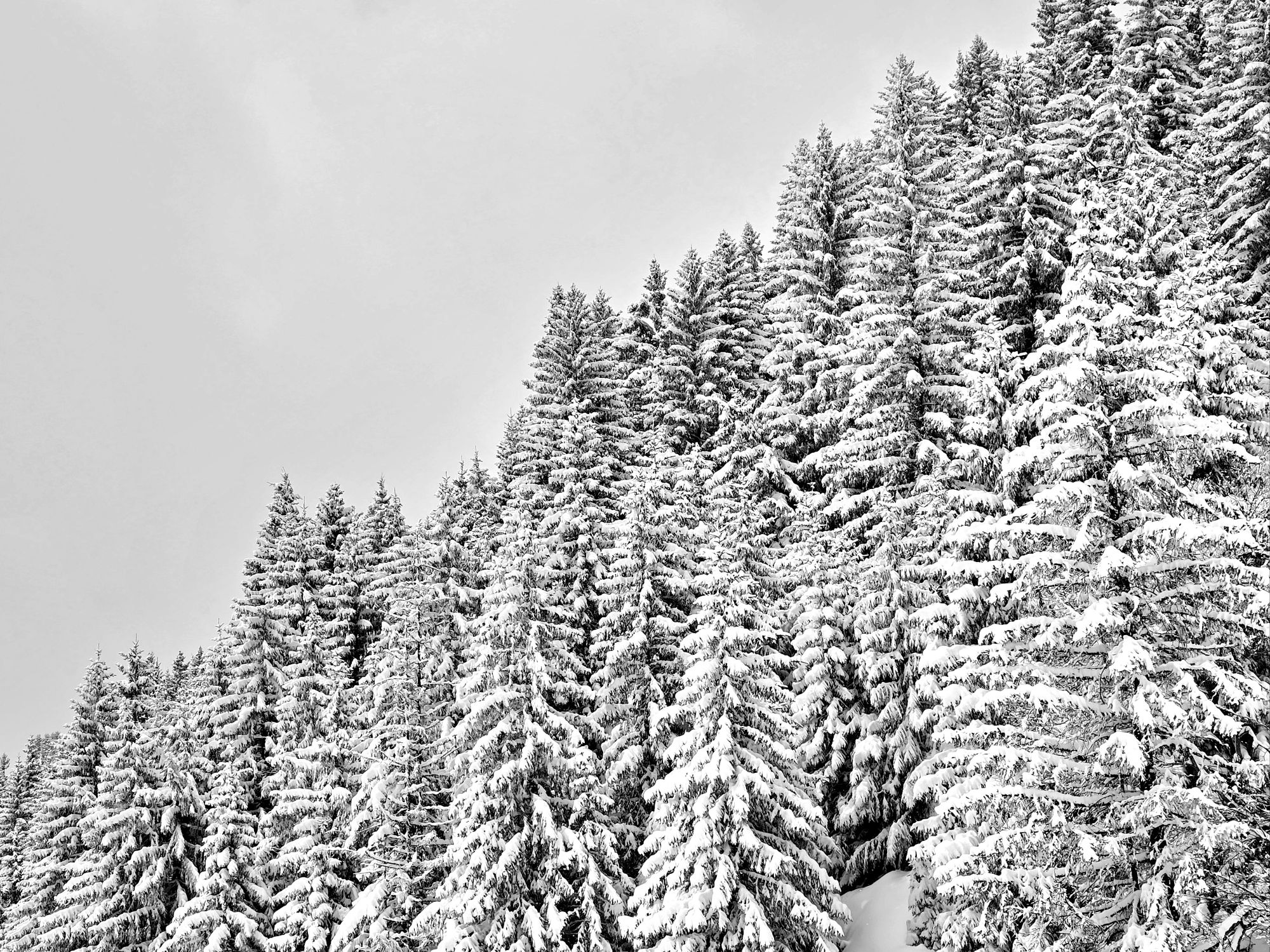 Sapins
