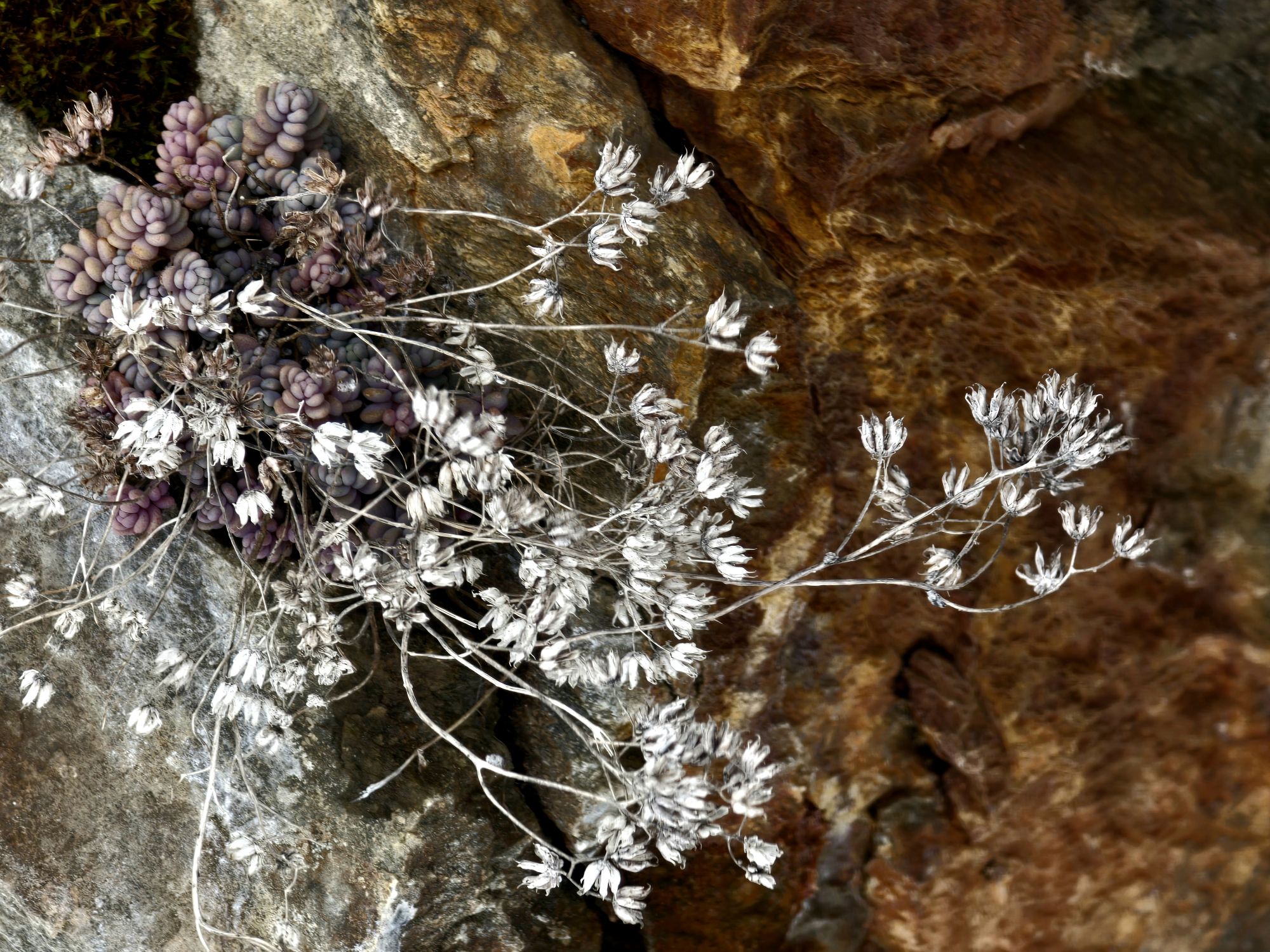 Sedum