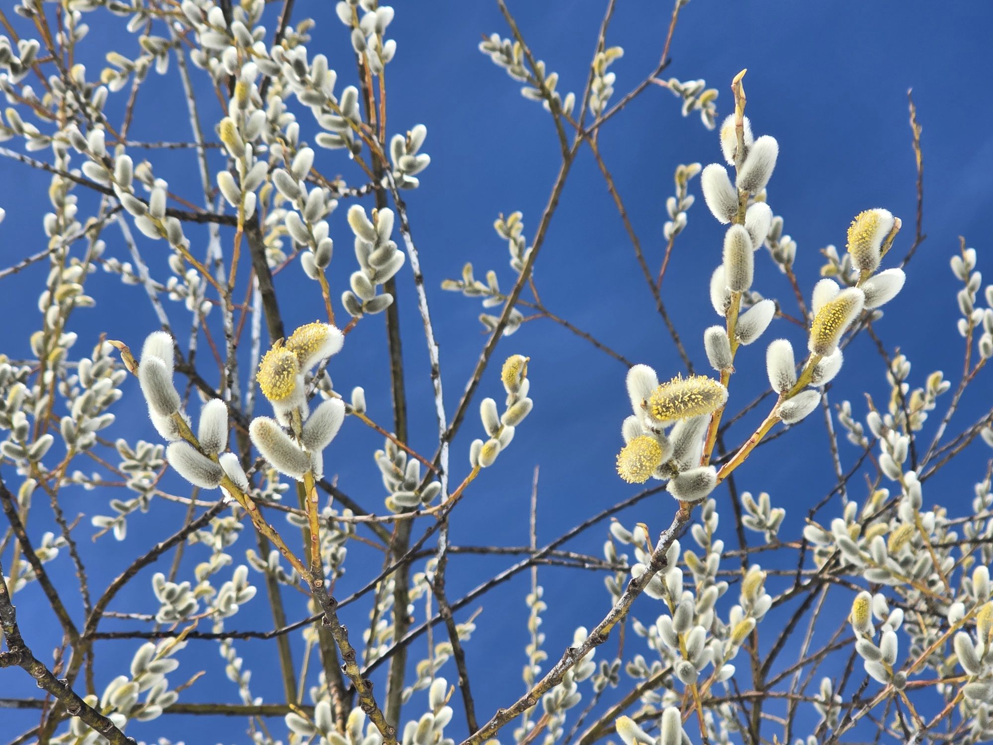 Saule dans le ciel bleu